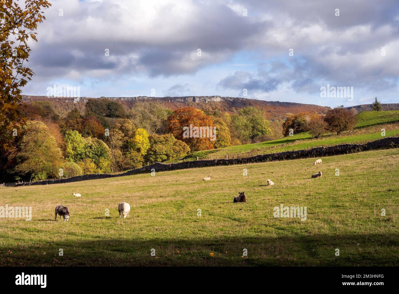 Pecore nei campi in autunno nel Derbyshire intorno a Stoney Middleton, Inghilterra Foto Stock