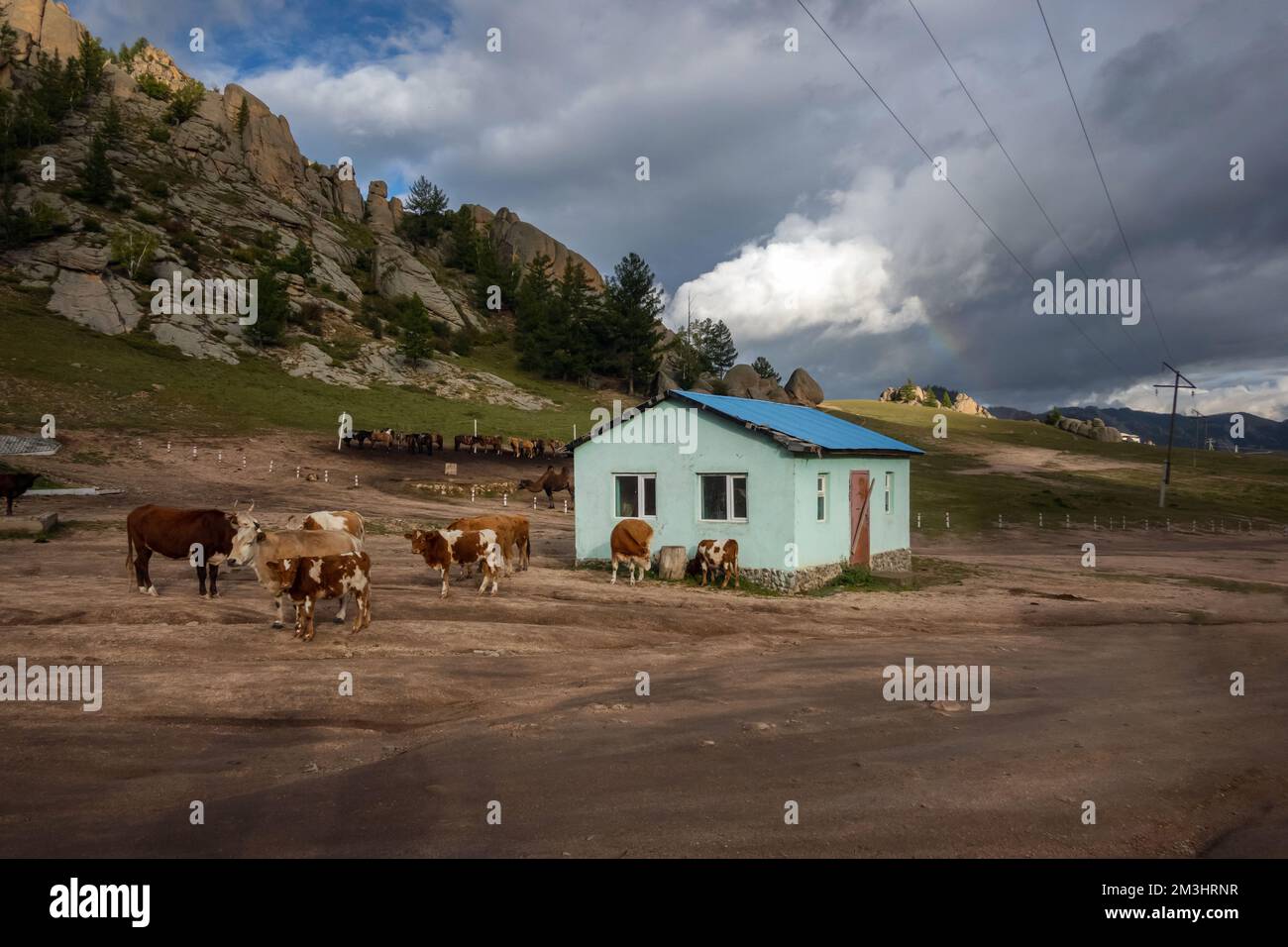 Animali da fattoria in piedi fuori dal capannone nella campagna mongola. Mucche che che circondano fienile in villaggio rurale, Mongolia. Foto Stock
