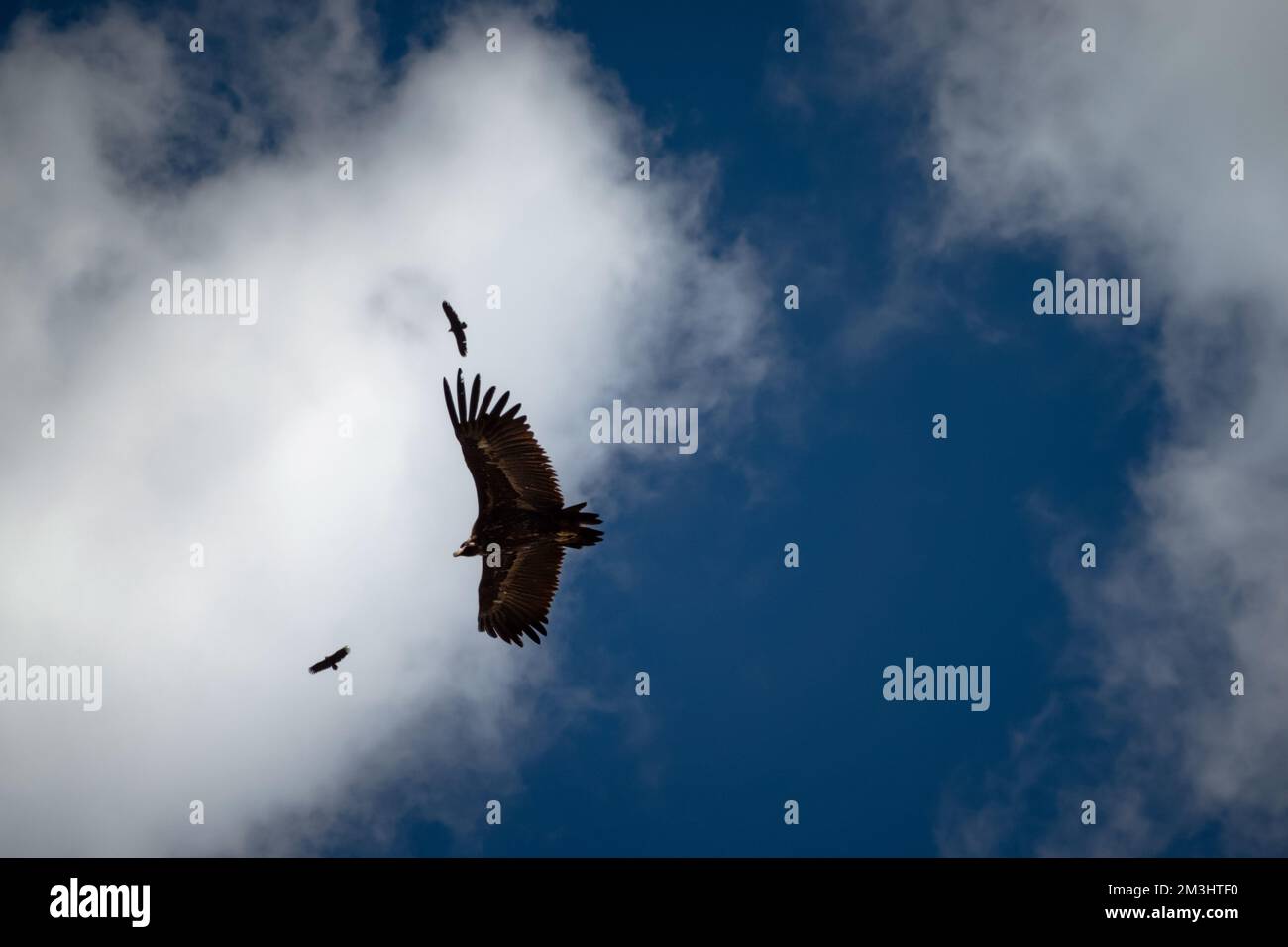 Aquila maestosa che vola nel cielo blu. Grande falco che scivola tra le nuvole. Foto Stock