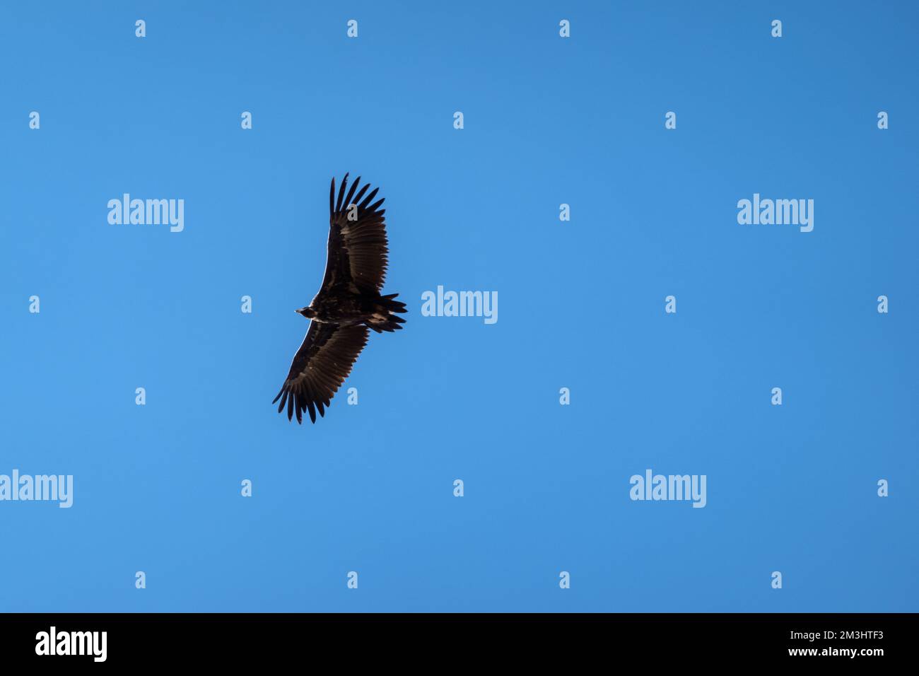 Aquila maestosa che vola nel cielo blu. Grande falco che scivola tra le nuvole. Foto Stock