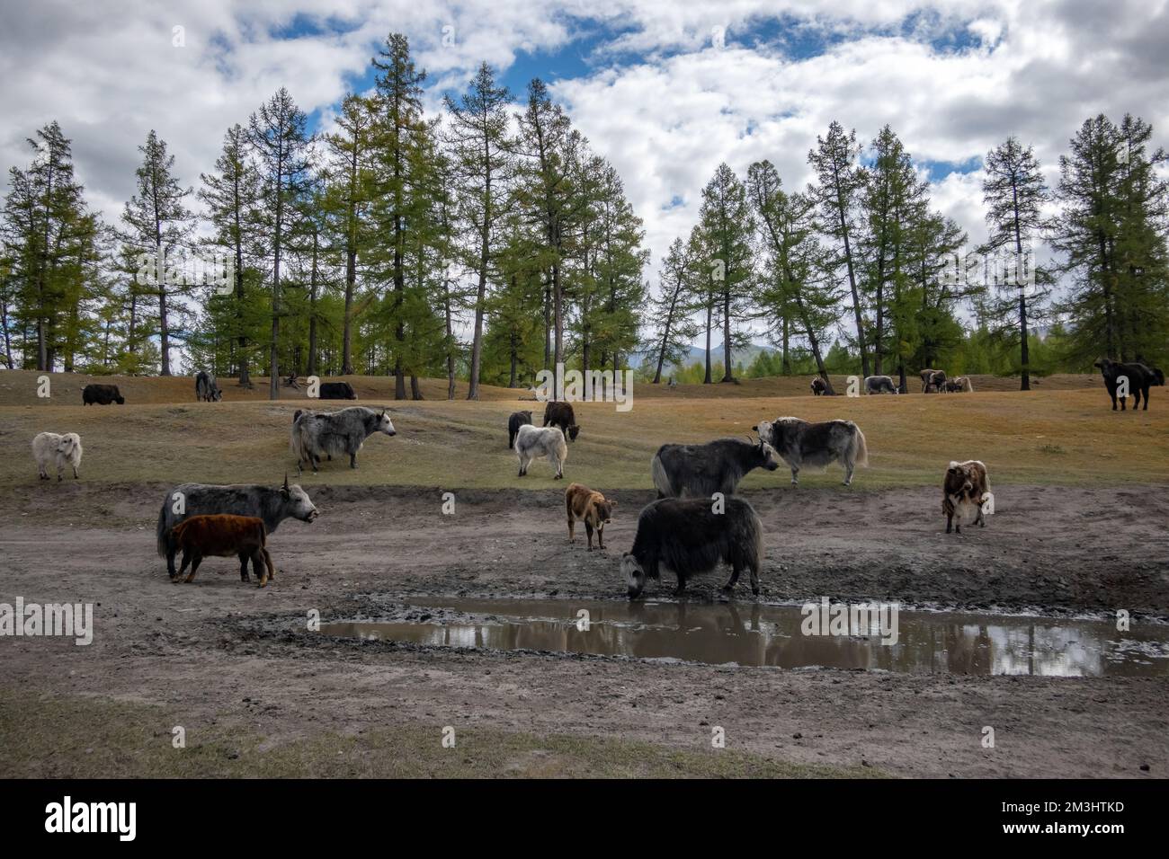 Yak ha sentito stare in piedi in un campo nella Mongolia rurale. Bufalo lungo in campagna in una giornata di sole. Foto Stock