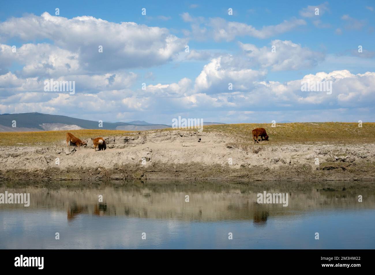 Vacca bambino su una riva del fiume mangiare erba con montagne sullo sfondo in una giornata di sole. Giovane toro grassing in mongolia deserto. Foto Stock