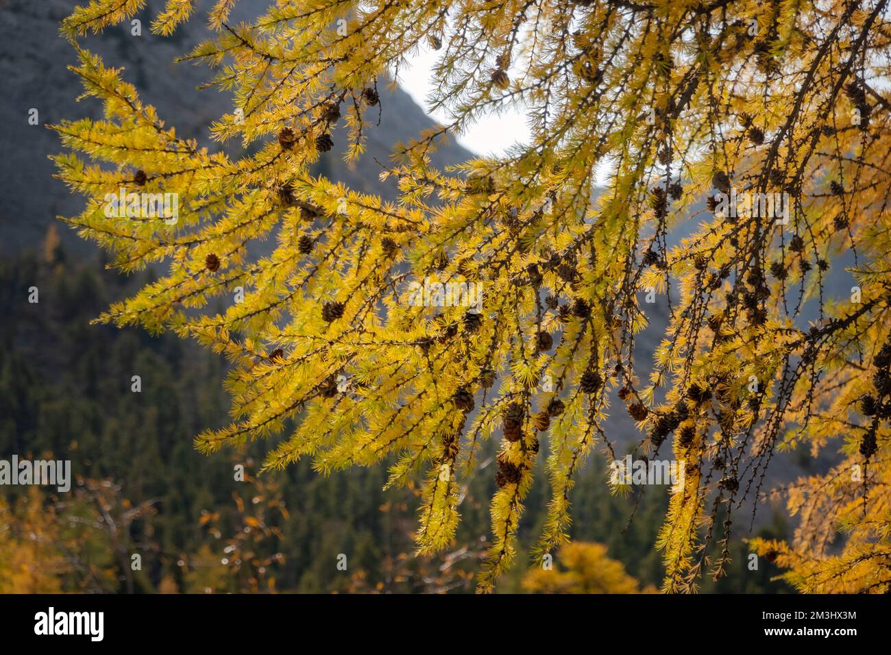 Larice pieno di pini, retro illuminato dal sole e dalle montagne sullo sfondo. Primo piano del pino in una bella giornata. Foto Stock