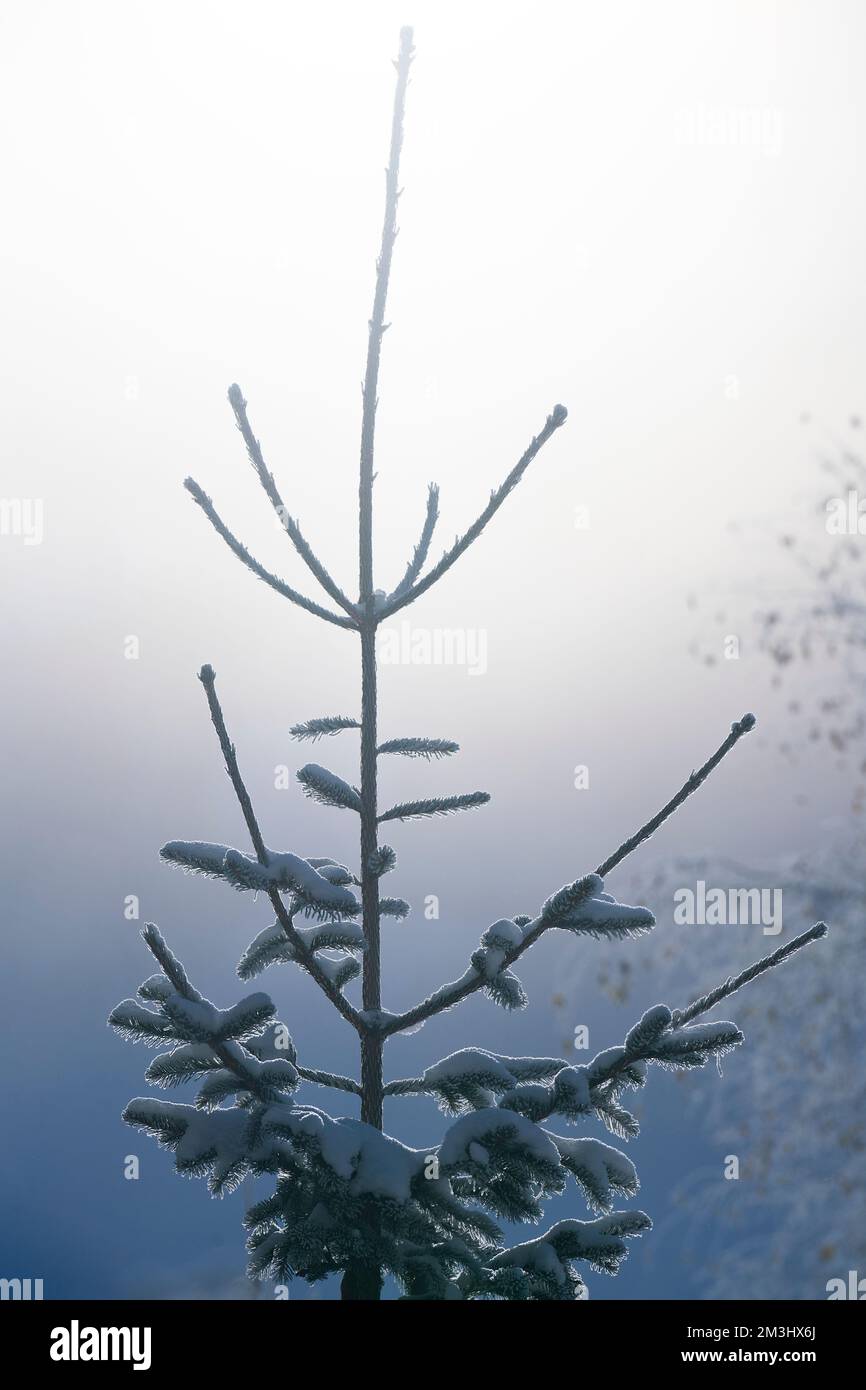 Pini nella neve in un paesaggio alpino con nebbia mattutina Foto Stock