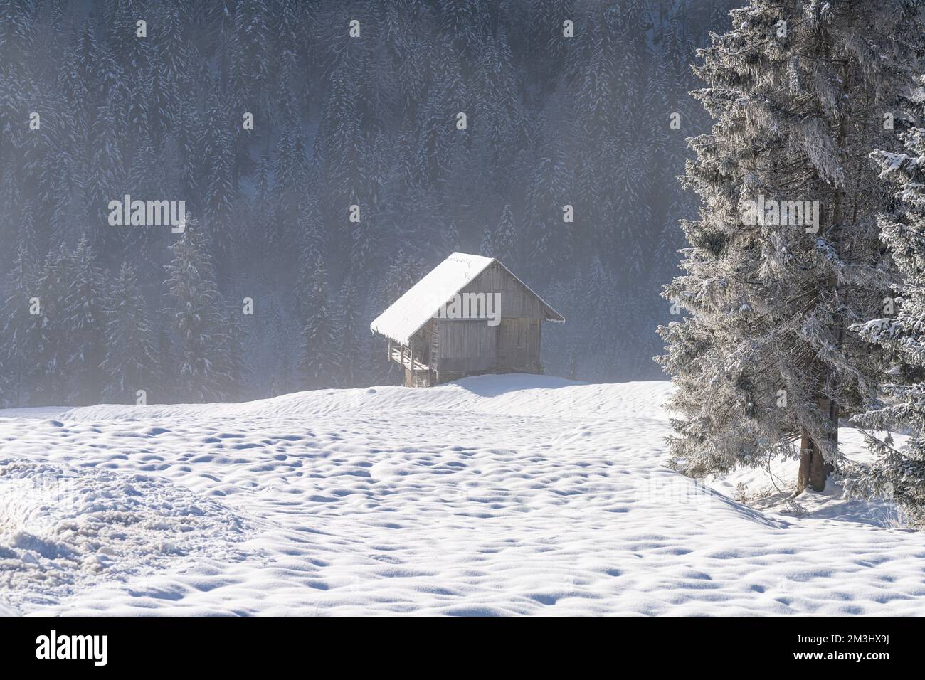 Pini nella neve in un paesaggio alpino con nebbia mattutina Foto Stock