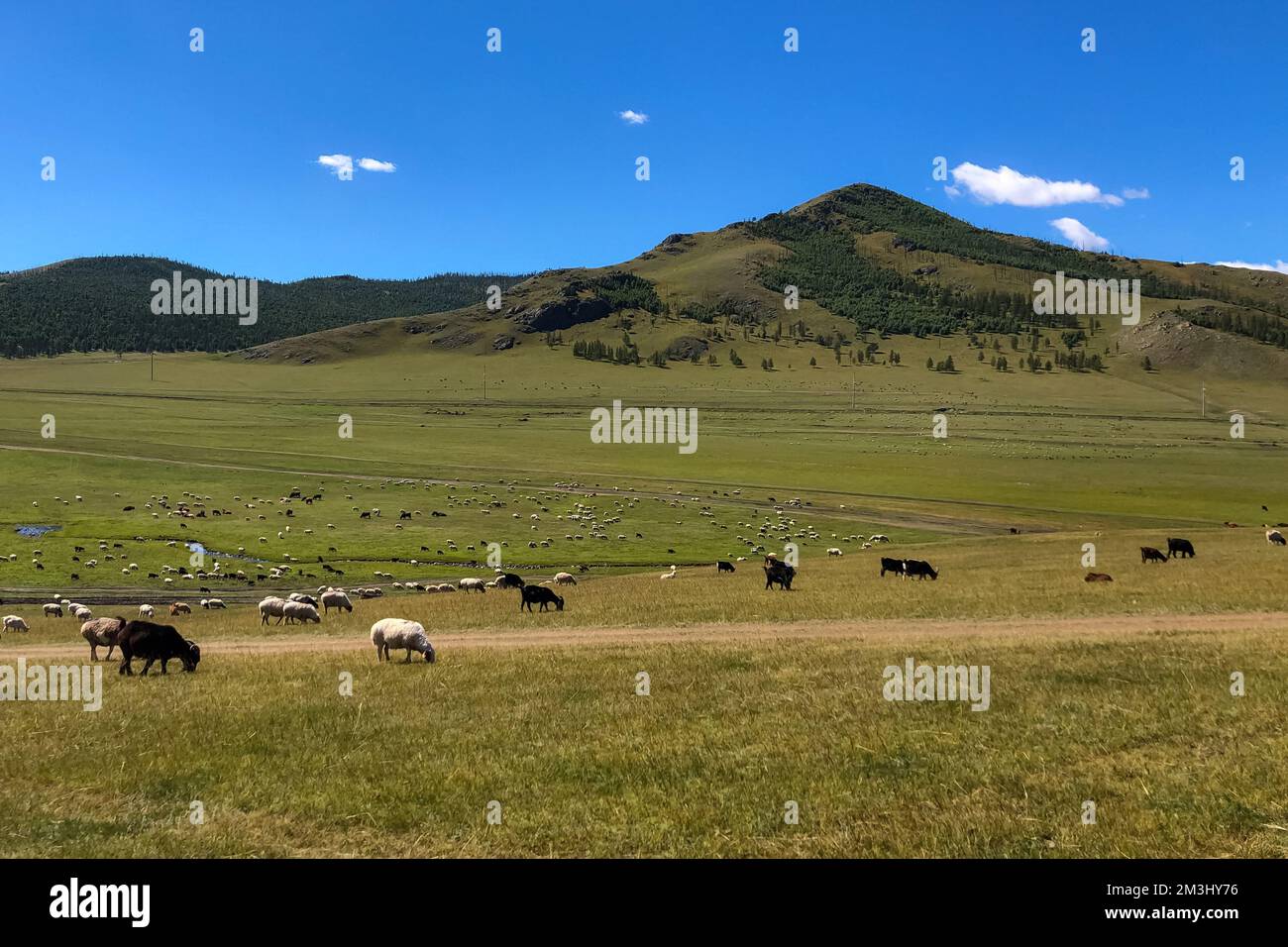 Si è sentito parlare di animali nel campo che si glassano il giorno di sole, montagne sullo sfondo. Il bestiame mangia erba in campagna su un luminoso e guerra Foto Stock