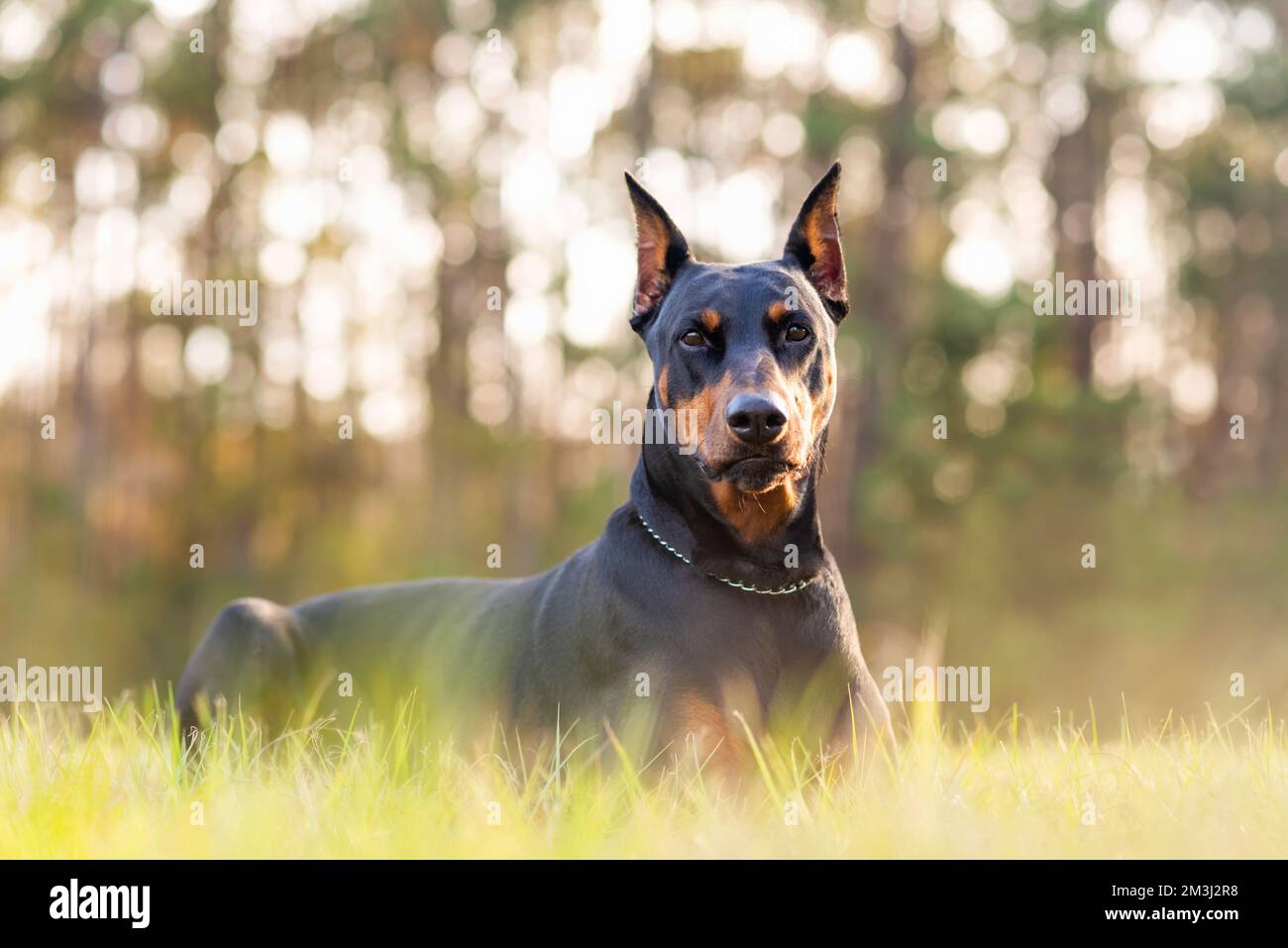 Doberman Pinscher all'aperto in un parco. bella dobie femminile al tramonto. Spighe di prodotto piccole con catena. Nero e ruggine, cane abbronzante all'esterno. burreed Foto Stock