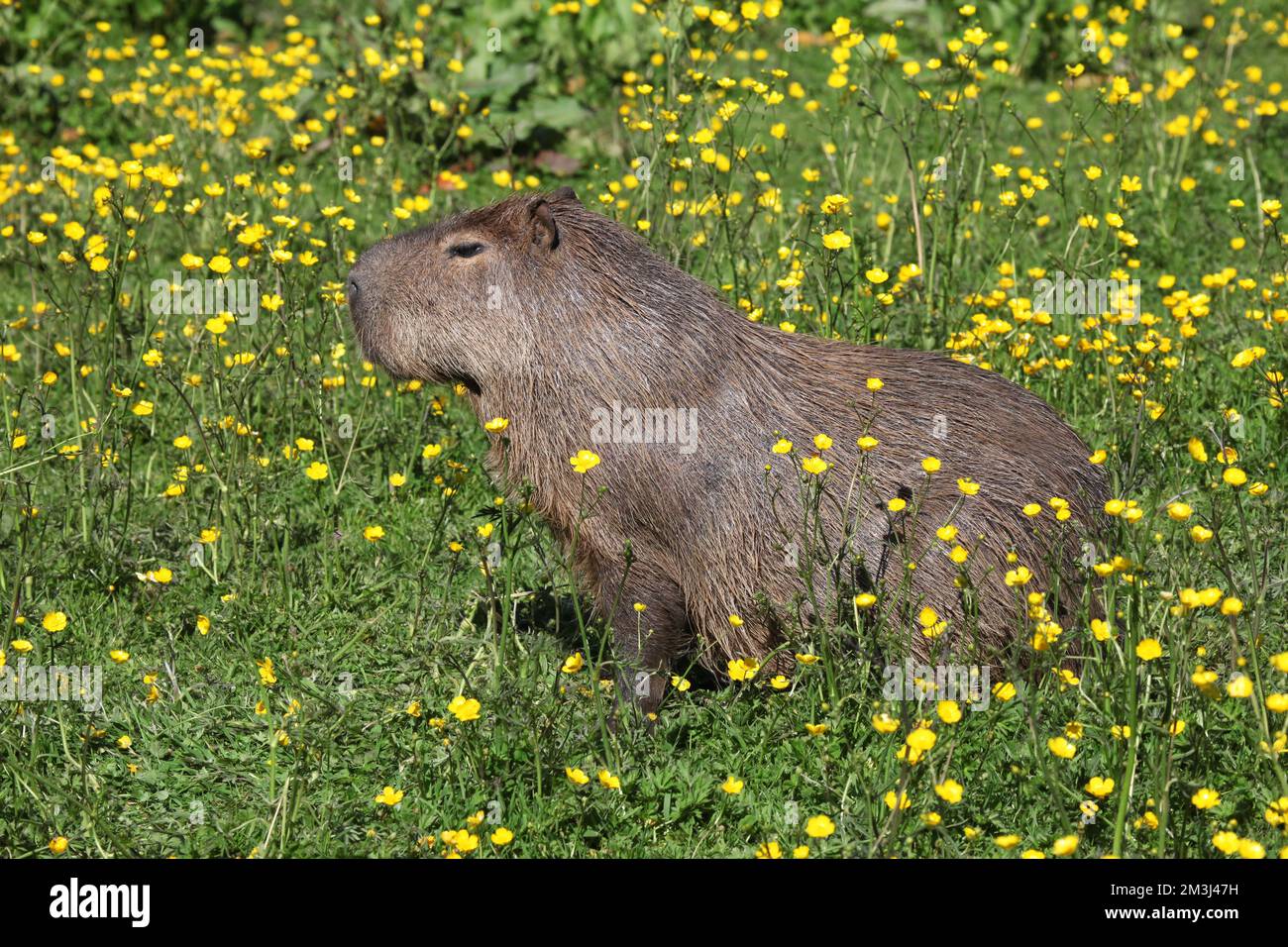Capybara in campo di coppette Foto Stock