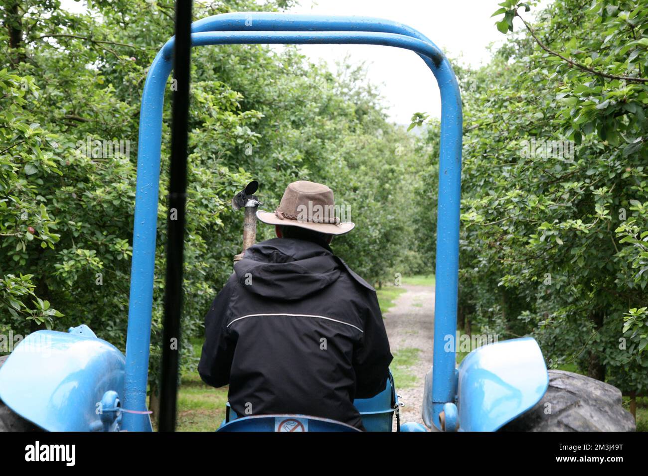 Il trattore blu attraversa il frutteto della Cornovaglia Foto Stock