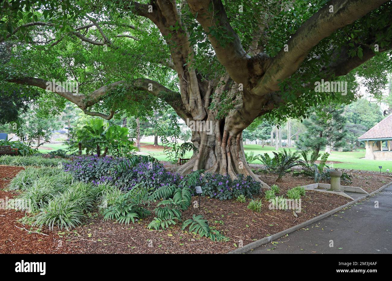 Sotto l'albero - Sydney Foto Stock