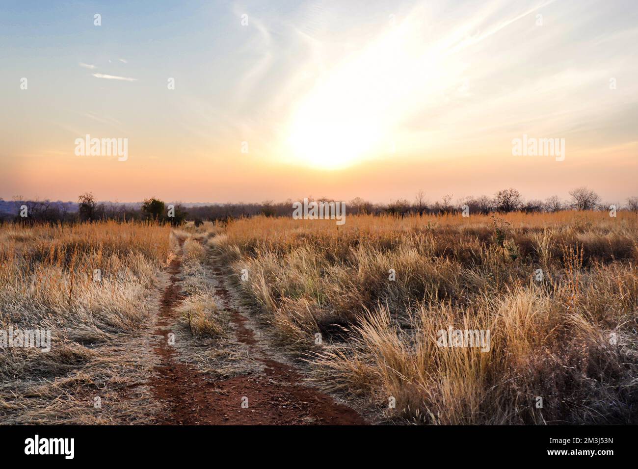 Tramonto con foto con Safari Pathway e erba marrone al Parco Nazionale di Ruaha in Tanzania, Africa Foto Stock