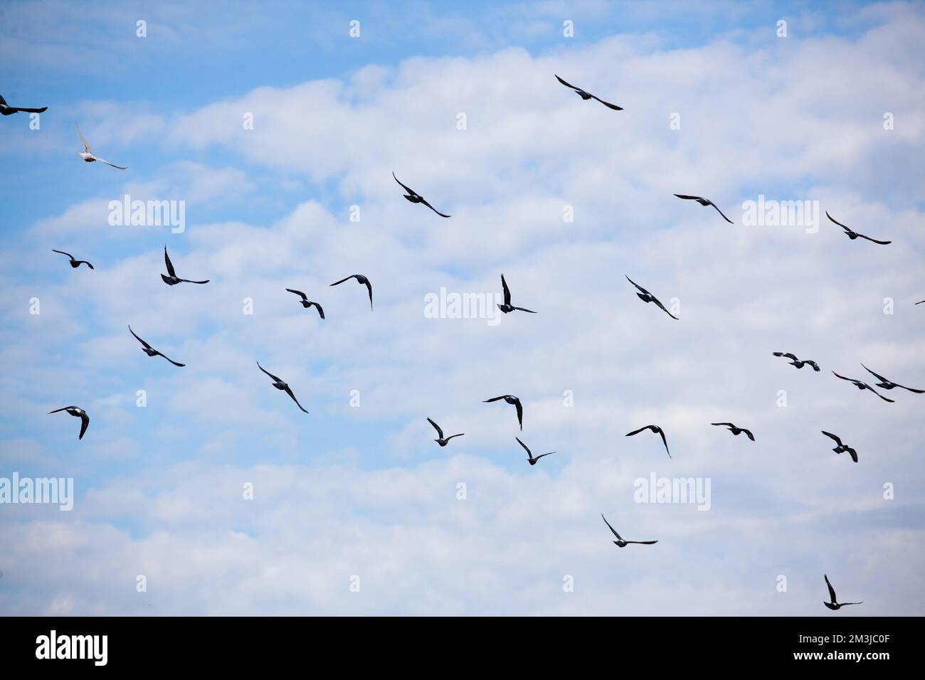 Un gregge di colombe volanti nel cielo. Una foto Foto Stock