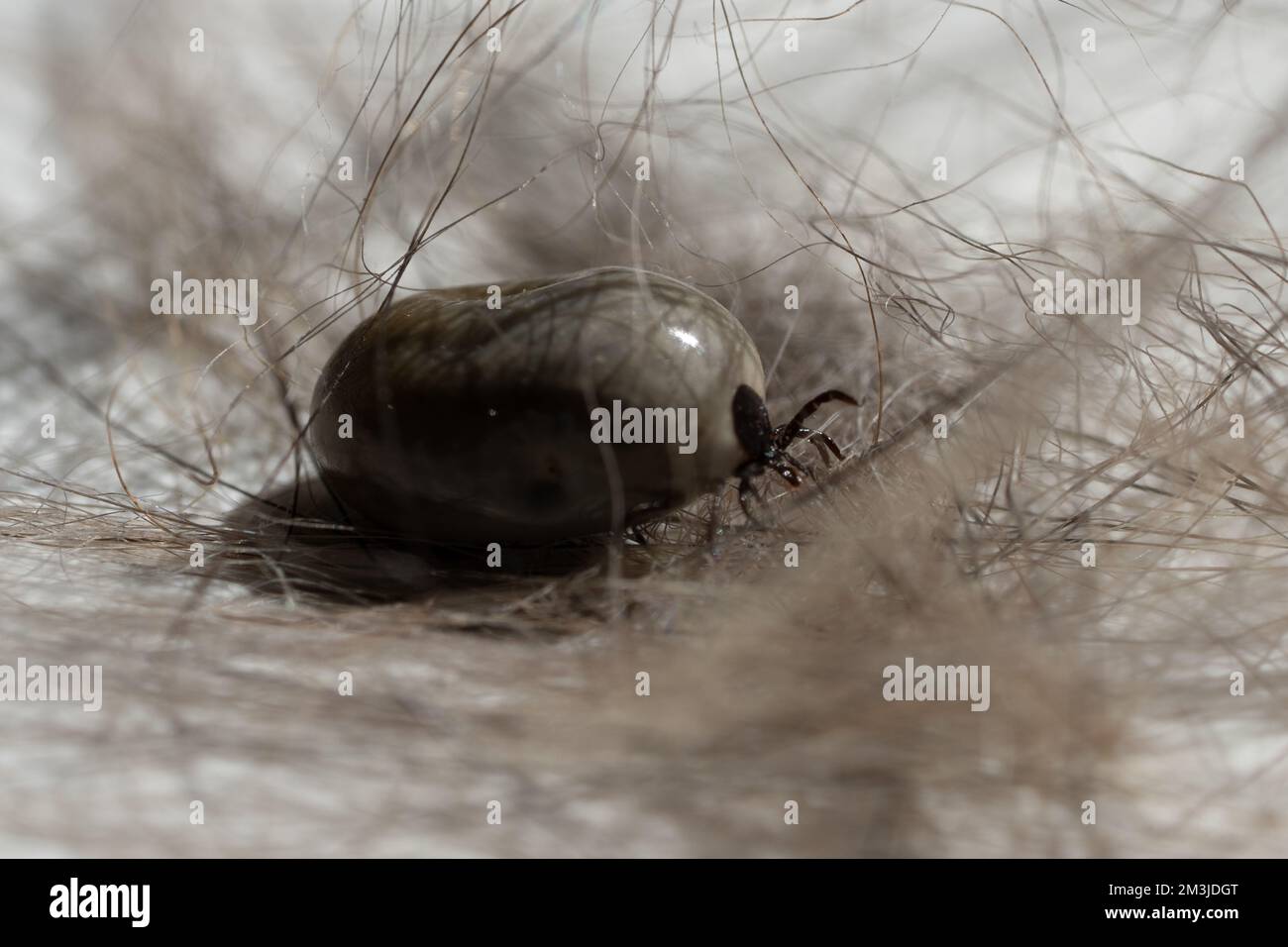 Zecche di pecora sono stati noti per portare la malattia di Lyme Foto Stock