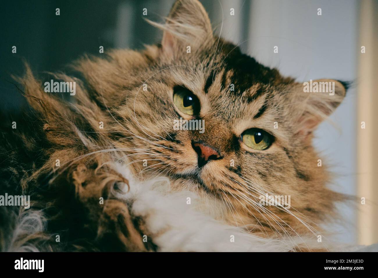 Ritratto di un gatto norvegese della foresta su uno sfondo chiaro. Foto Stock