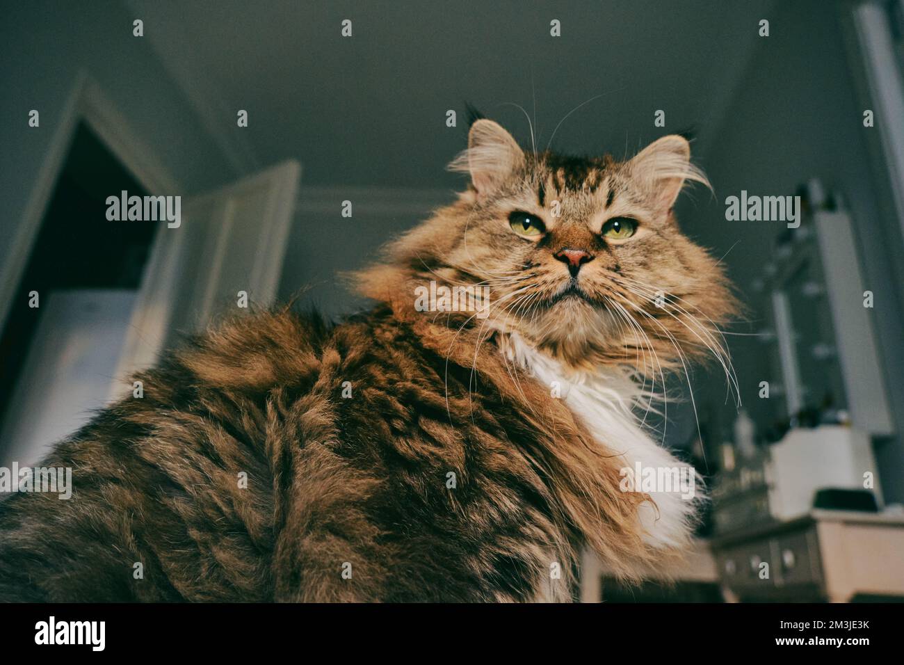 Ritratto di un gatto norvegese della foresta su uno sfondo chiaro. Foto Stock