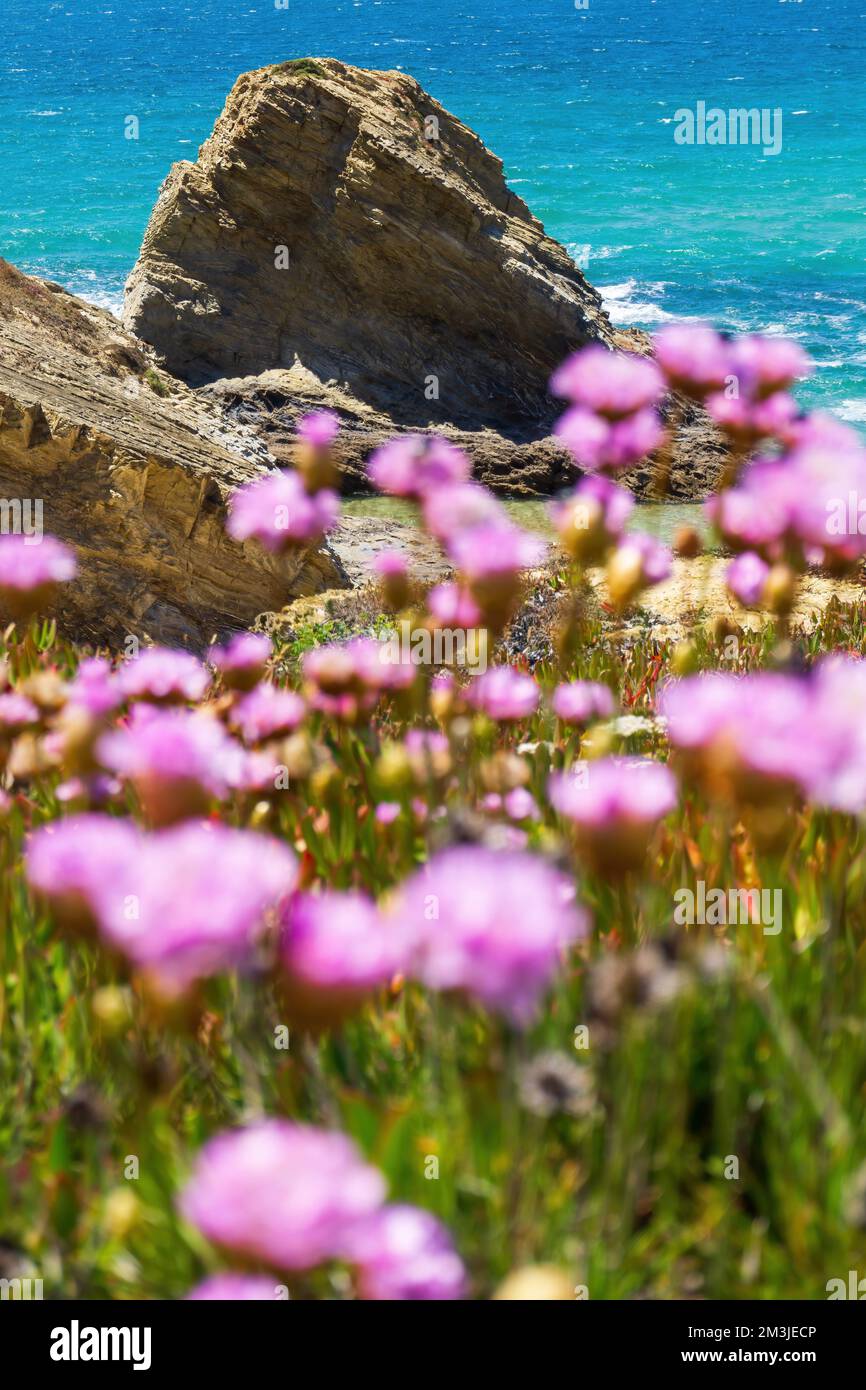 Fiori rosa pallido di Armeria sulla costa turchese dell'oceano Foto Stock