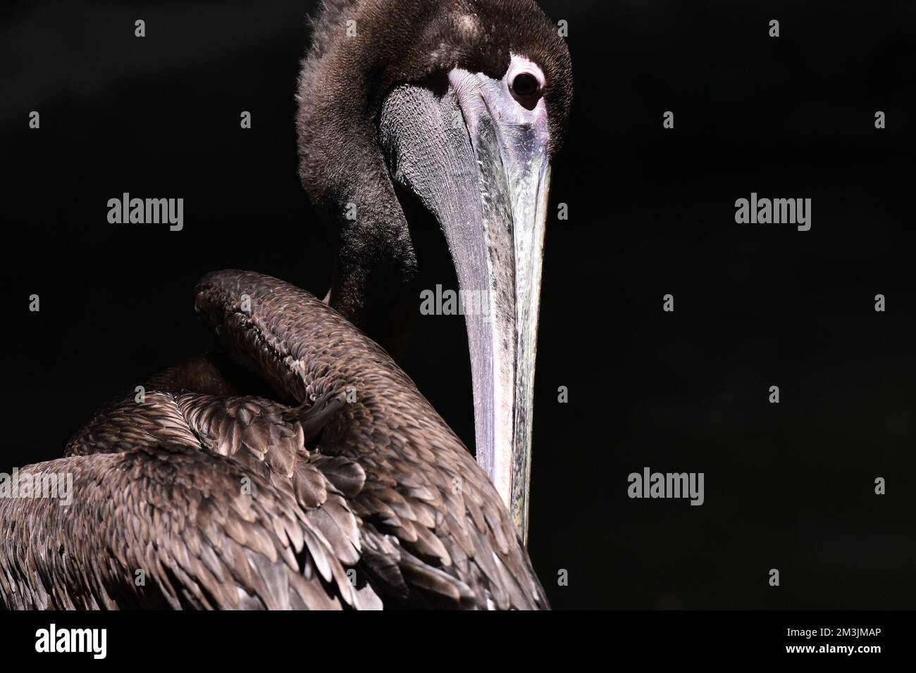 Una specie pellicana bruna vista nel suo habitat durante un programma di conservazione delle specie, lo zoo ha 1803 animali in cattività allo zoo di Chapultepec. Foto Stock