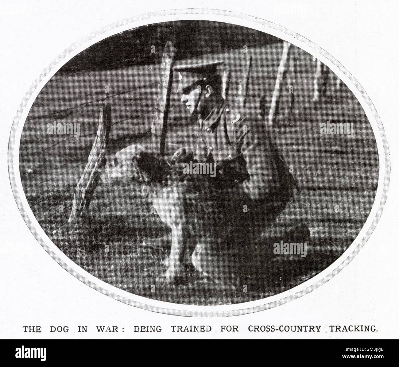 Un cane da guerra britannico che viene addestrato per il lavoro di fondo. Durante la prima guerra mondiale, i cani sono stati utilizzati frequentemente, in particolare dai tedeschi, come ausiliari nel lavoro di ambulanza, e per il lavoro di polizia e di pattuglia. Foto Stock