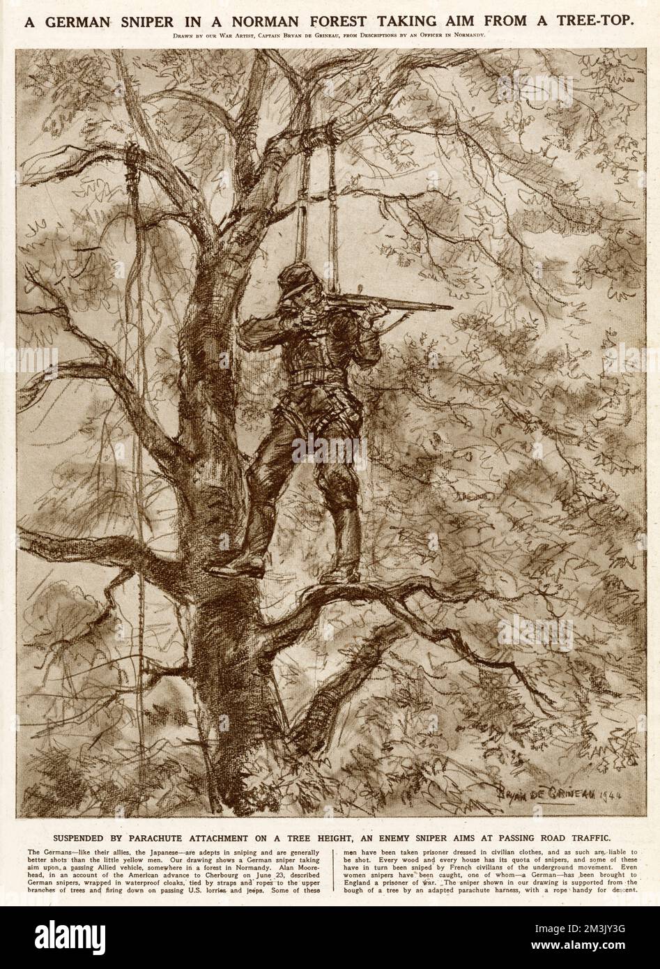 Cecchino tedesco, sospeso in un albero da un attaccamento in stile paracadute, prendendo di mira le vicine truppe alleate, Normandia, 1944. La fune a sinistra del cecchino è stata predisposta per una rapida discesa, se necessario. Foto Stock