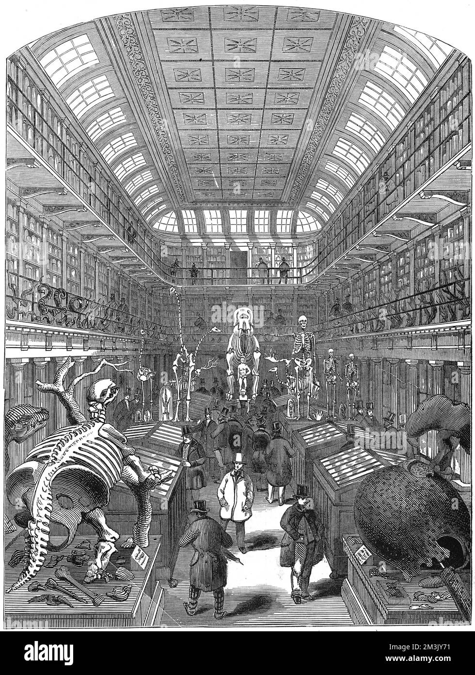 Hunterian Museum, il Royal College of Surgeons Foto Stock