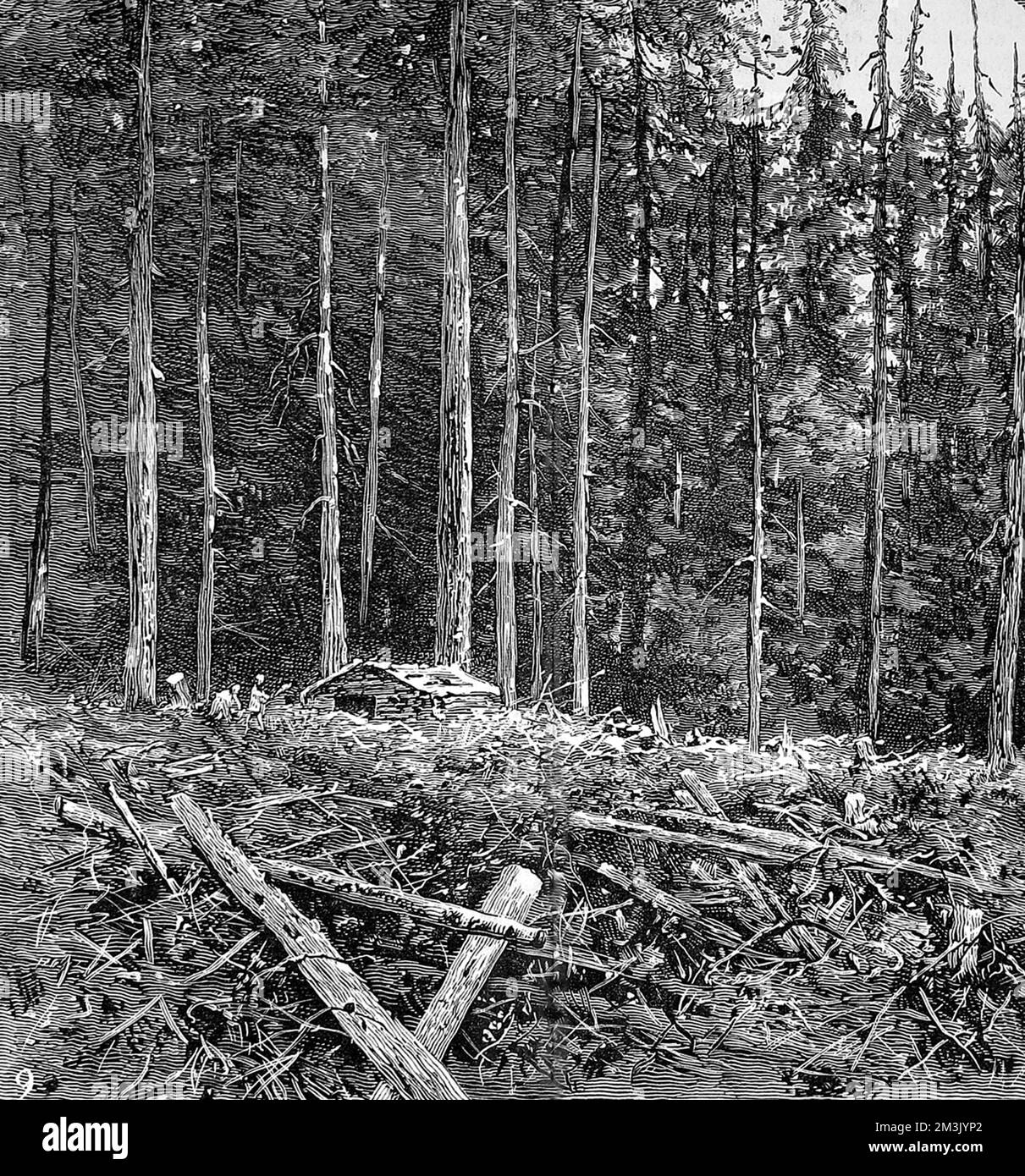 Antica foresta a Burrard's Inlet, British Columbia, con case di legno indiane native americane, 1882. Foto Stock
