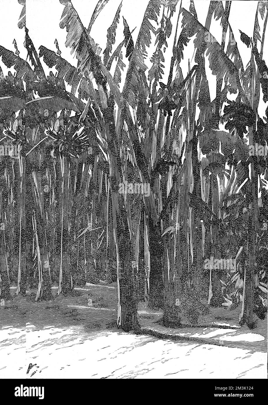 Sugar cane, California del Sud 1888 Foto Stock