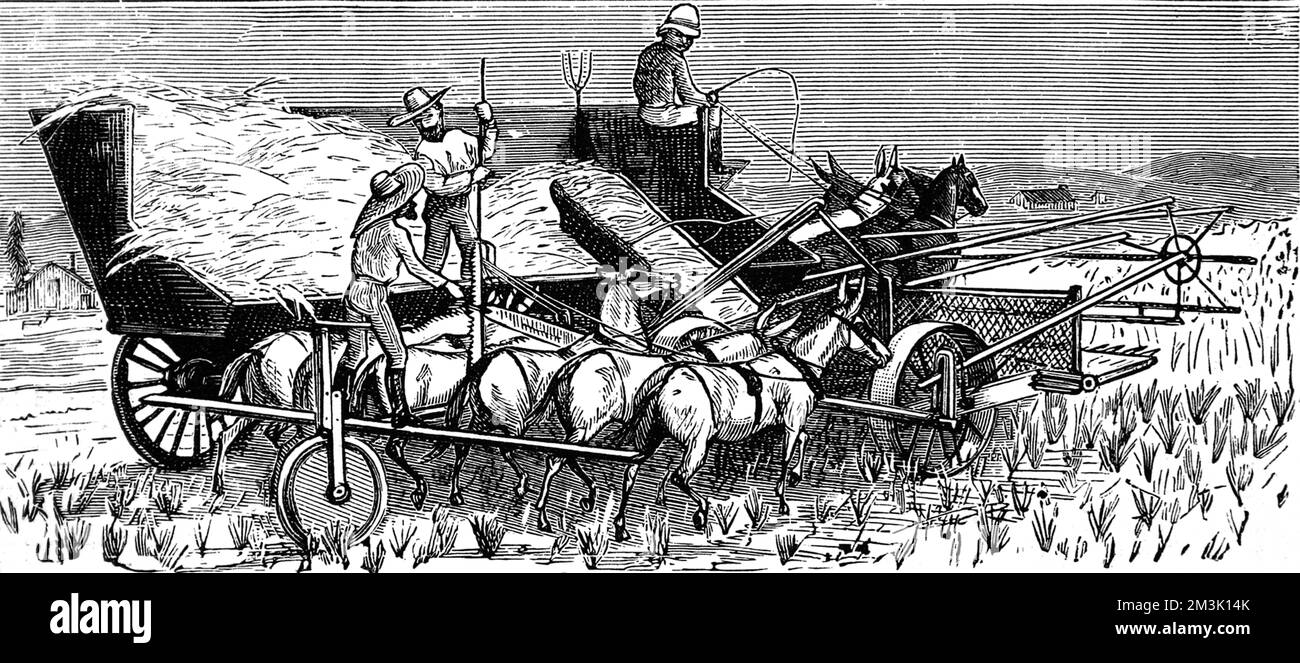 Una grande macchina trainata da cavalli e spinta da sei muli attraversa i campi dirigendo il grano. Data: 1883 Foto Stock