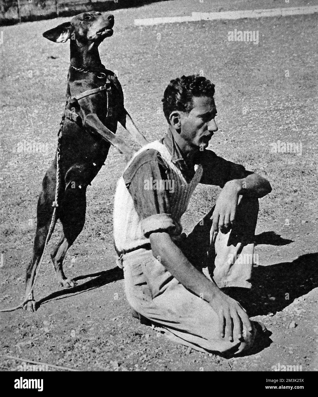 Fotografia che mostra un cane doberman della polizia Palestina, durante l'addestramento, identificando la persona a cui è stato detto di rintracciare, novembre 1945. Data: 1945 Foto Stock