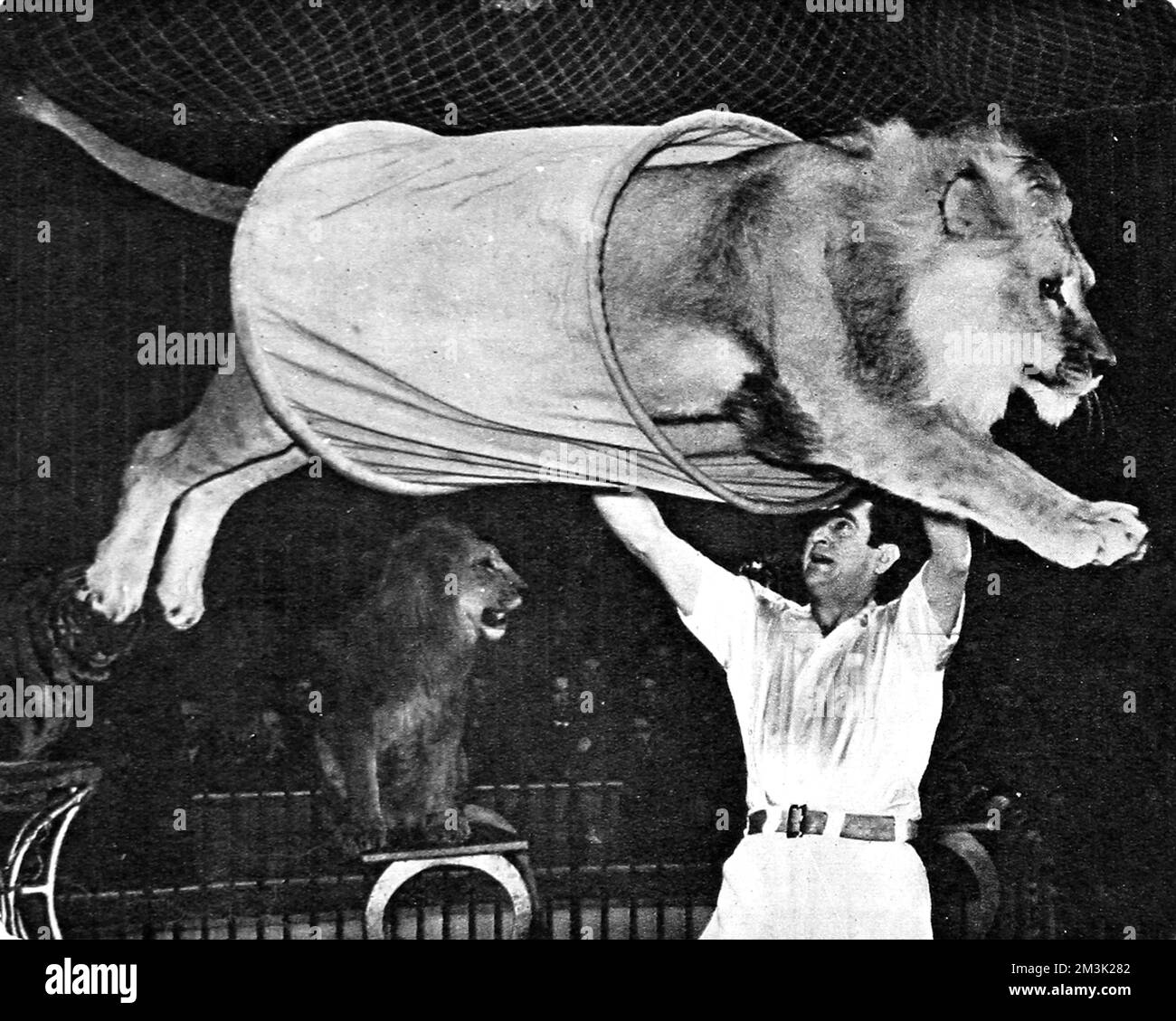 Leone che salta attraverso una metropolitana al Bertram Mills Circus, 195 Foto Stock