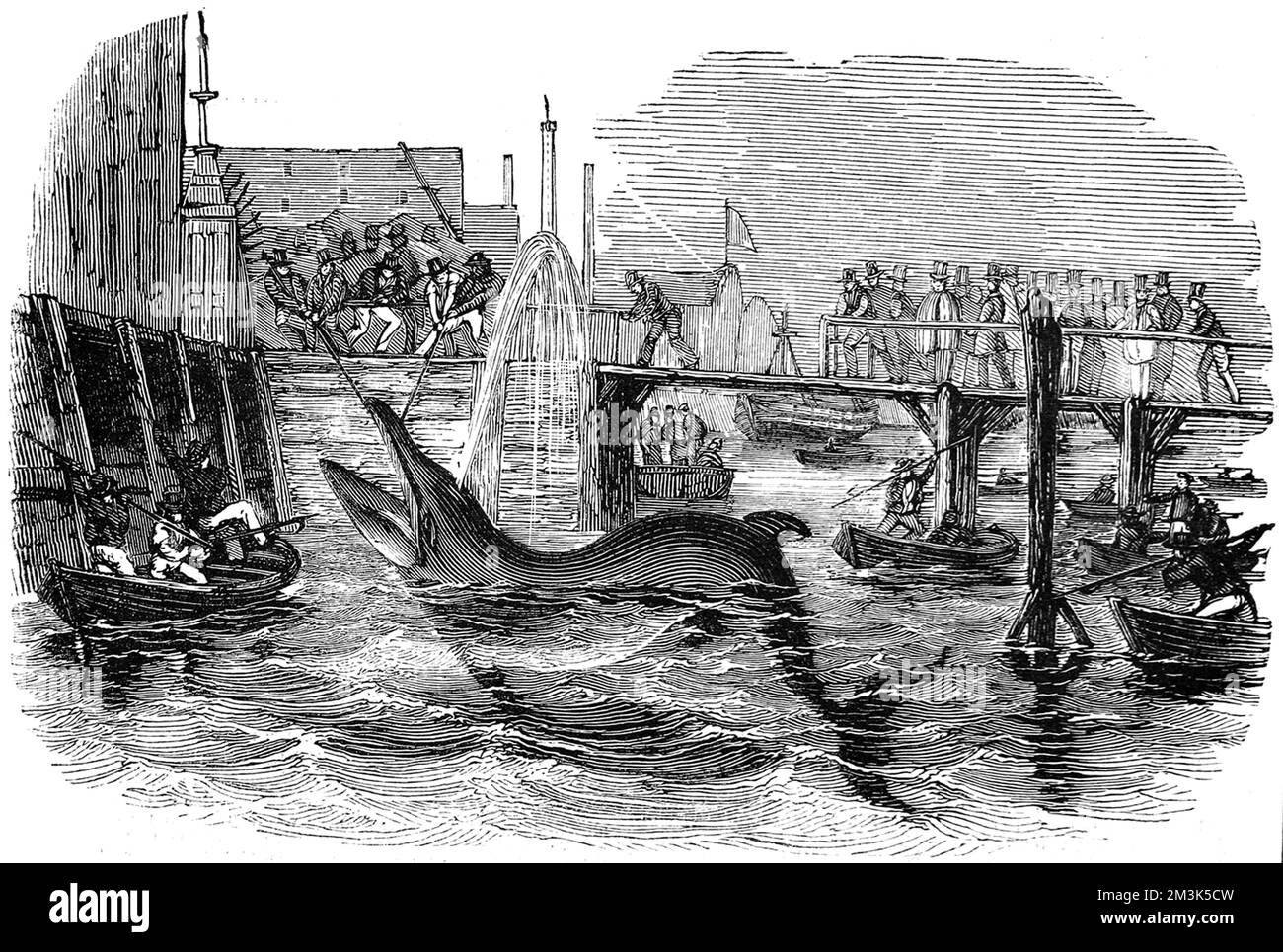 15 piedi, 2 tonnellate, balena catturata al molo di Deptford, Londra, nel 1842. Questa balena era stata nuotata lungo il Tamigi quando era avvistata dagli uomini d'acqua sul molo. Poi si posarono dopo la balena nella loro barca a remi e la arpoonarono, prima di trascinarla di nuovo al molo. 1842 Foto Stock