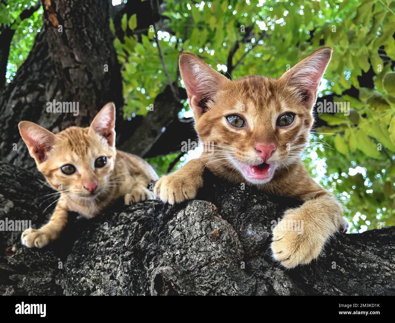 Un gatto arancione appollaiato su un ramo Foto Stock
