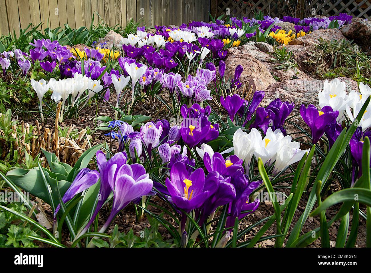 Letto di fiori di Crocus, Denver, Colorado, USA, 3/12 Foto Stock