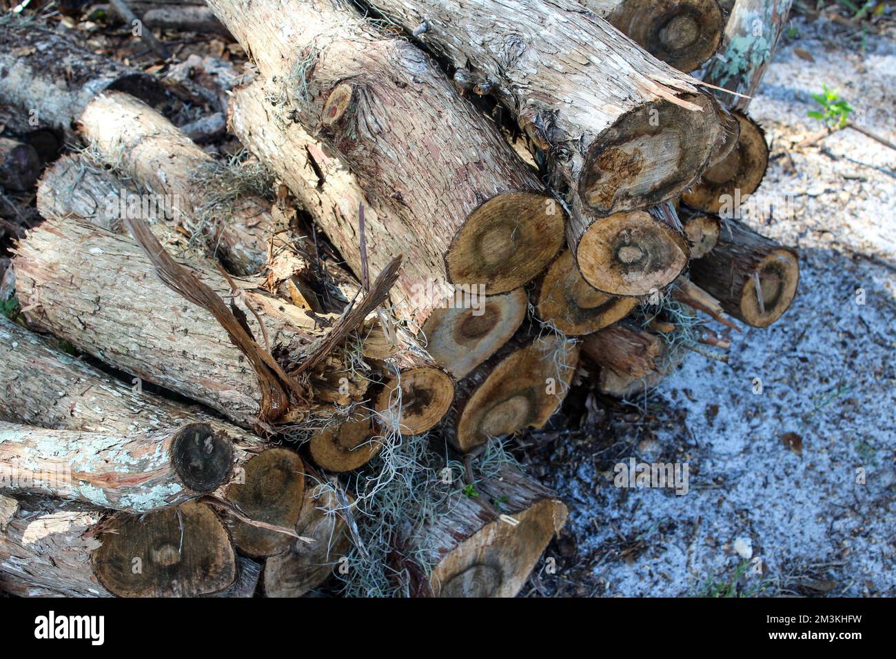 Gruppo di tronchi rotondi di legno all'esterno sul terreno tagliato in su pronto per il fuoco. Tronchi palo, l'industria del legno di legno di legno di legno di legno di legno di tronchi Foto Stock