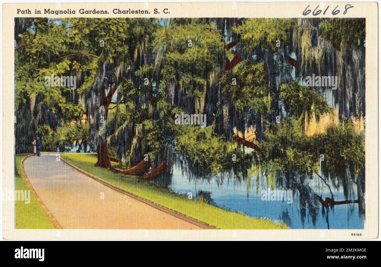 Percorso nei Giardini di Magnolia, Charleston, S. C., Parchi, Tichnor Brothers Collection, Cartoline degli Stati Uniti Foto Stock