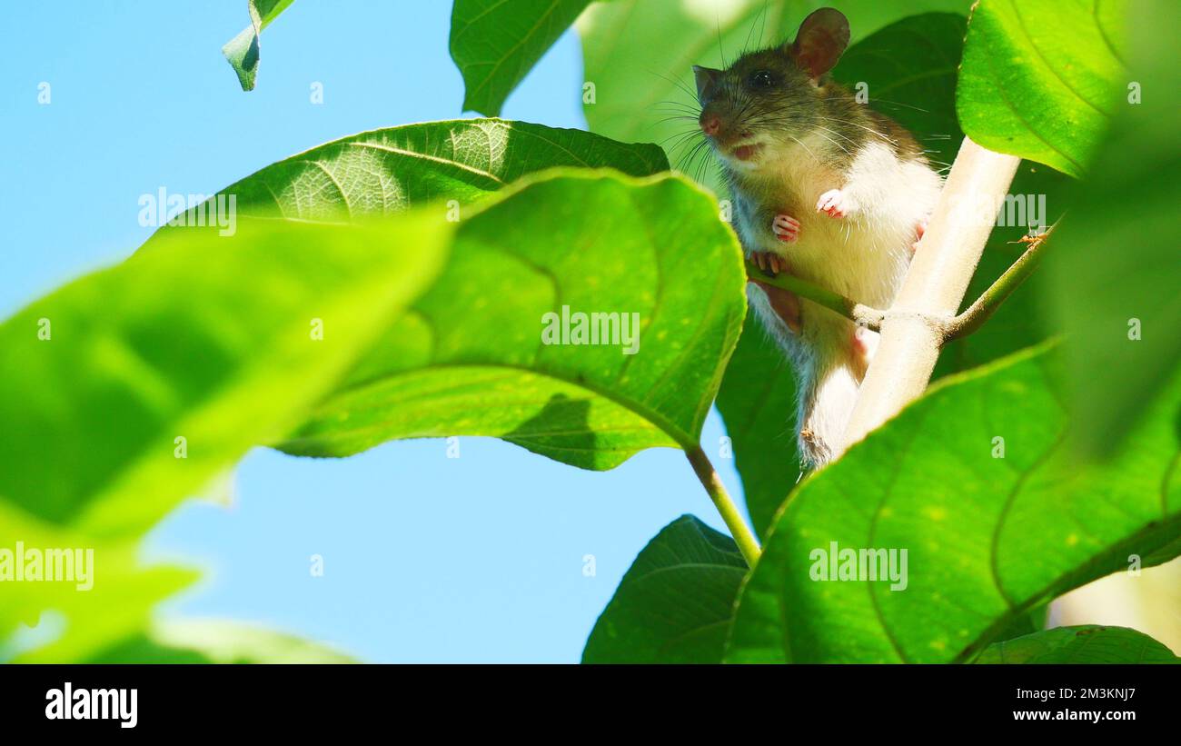 Ratto sull'albero, nascondere i topi, roditore nel cespuglio, topo da primo  piano con il permesso verde e il cielo blu sullo sfondo Foto stock - Alamy