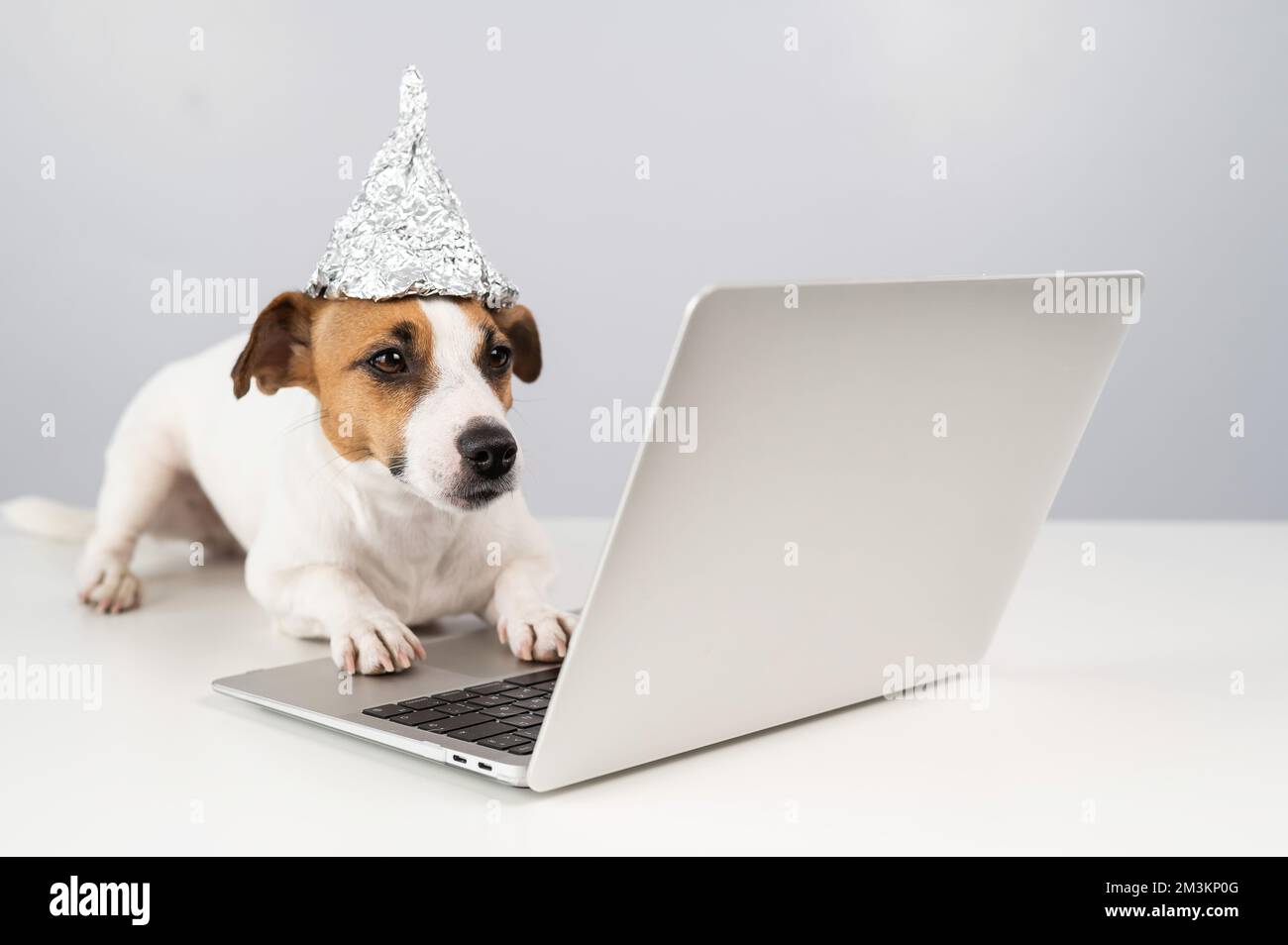 Jack Russell Terrier cane in un cappello in lamina lavora a un computer portatile. Foto Stock