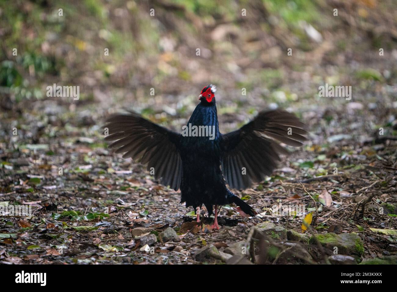 Fagiano di Svensson adulto maschio (Lophura swinhoii) secretivo, bello fagiano endemico nelle montagne di Taiwan. Yilan County, Taiwan. 2022. Foto Stock