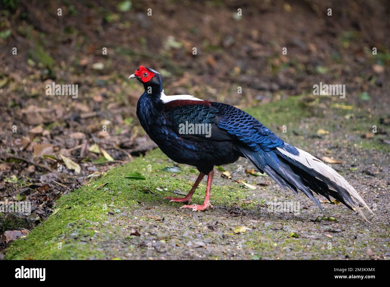 Fagiano di Svensson adulto maschio (Lophura swinhoii) secretivo, bello fagiano endemico nelle montagne di Taiwan. Yilan County, Taiwan. 2022. Foto Stock