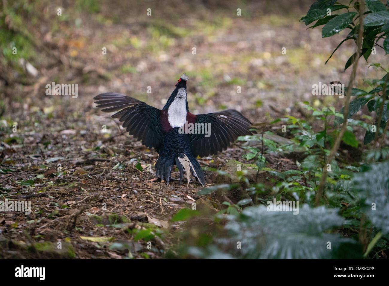 Fagiano di Svensson adulto maschio (Lophura swinhoii) secretivo, bello fagiano endemico nelle montagne di Taiwan. Yilan County, Taiwan. 2022. Foto Stock