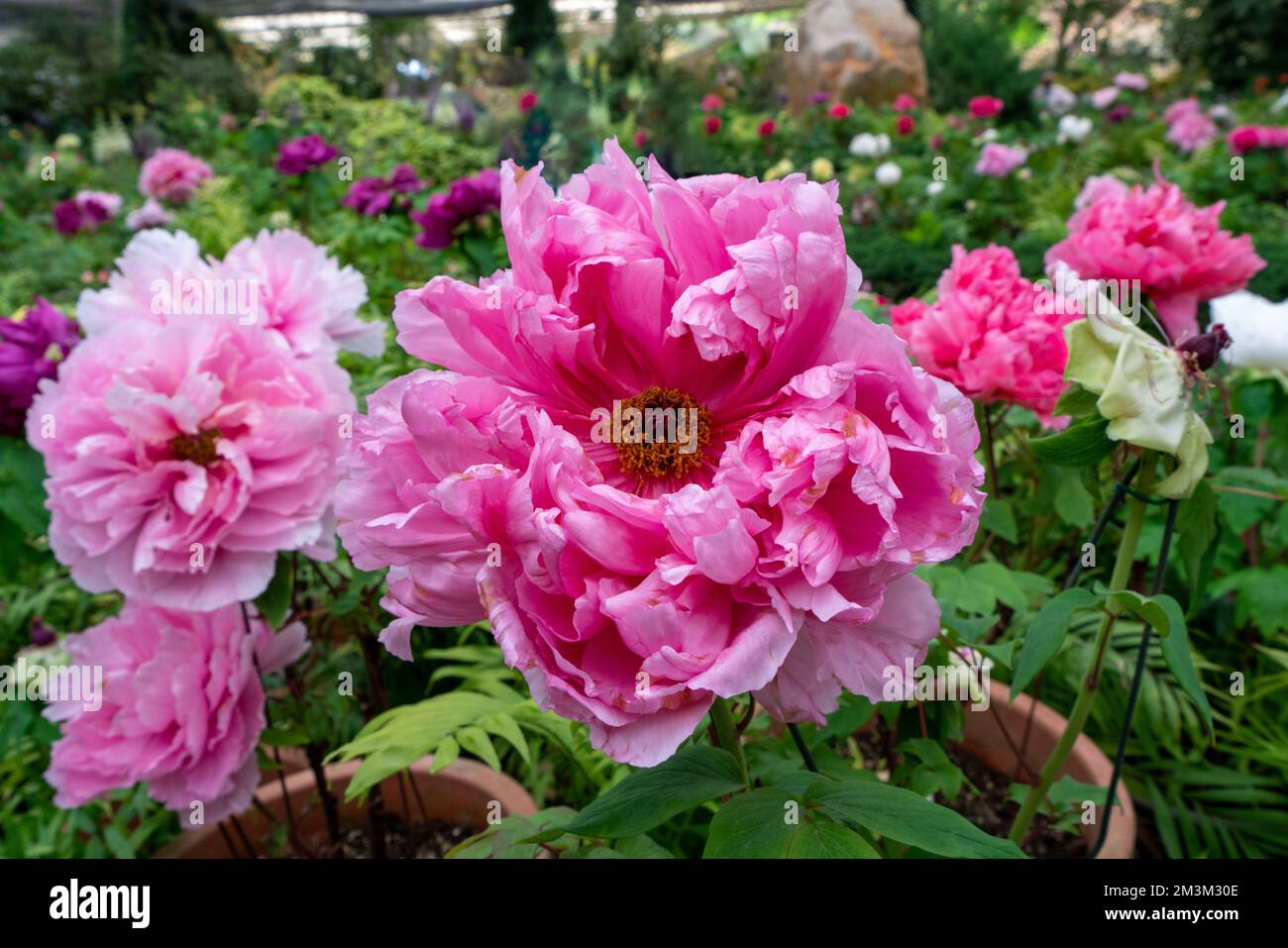 Peony (Moutan) in piena fioritura con petali rosa. Stagione dei fiori  primaverili, Sun-link-Sea Forest and Nature Resort, Nantou County, Taiwan  Foto stock - Alamy