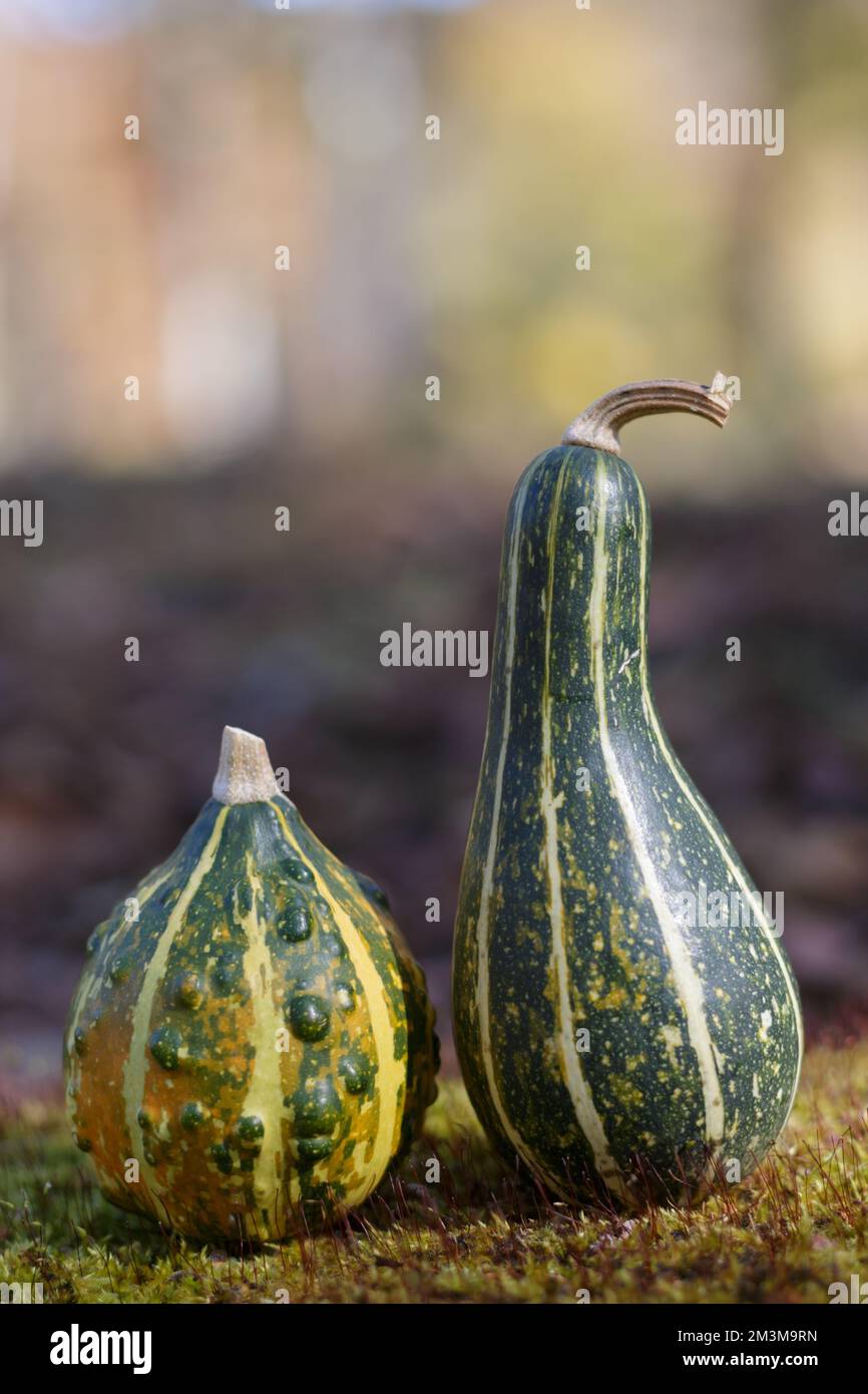 Due squash ornamentali verdi su una roccia Foto Stock