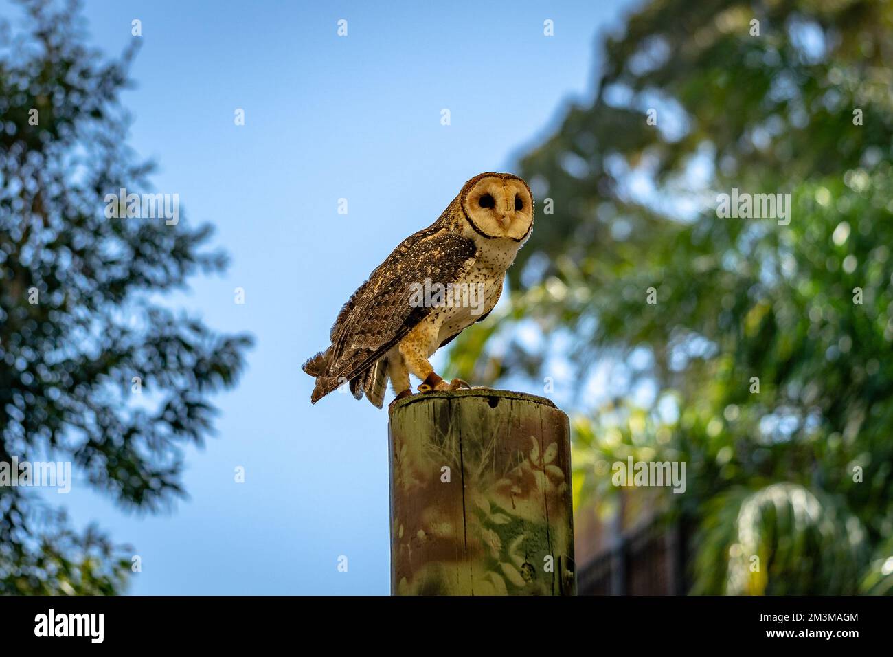 Uccello di gufo in maschera australiano che si aggirano su un tronco di albero Foto Stock
