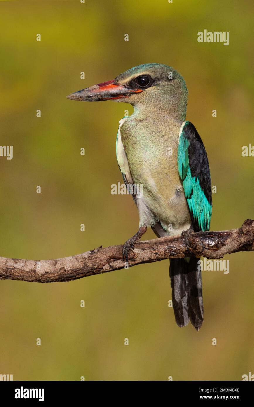 Woodland Kingfisher, Mandina Ba, Western Division, Gambia Foto Stock