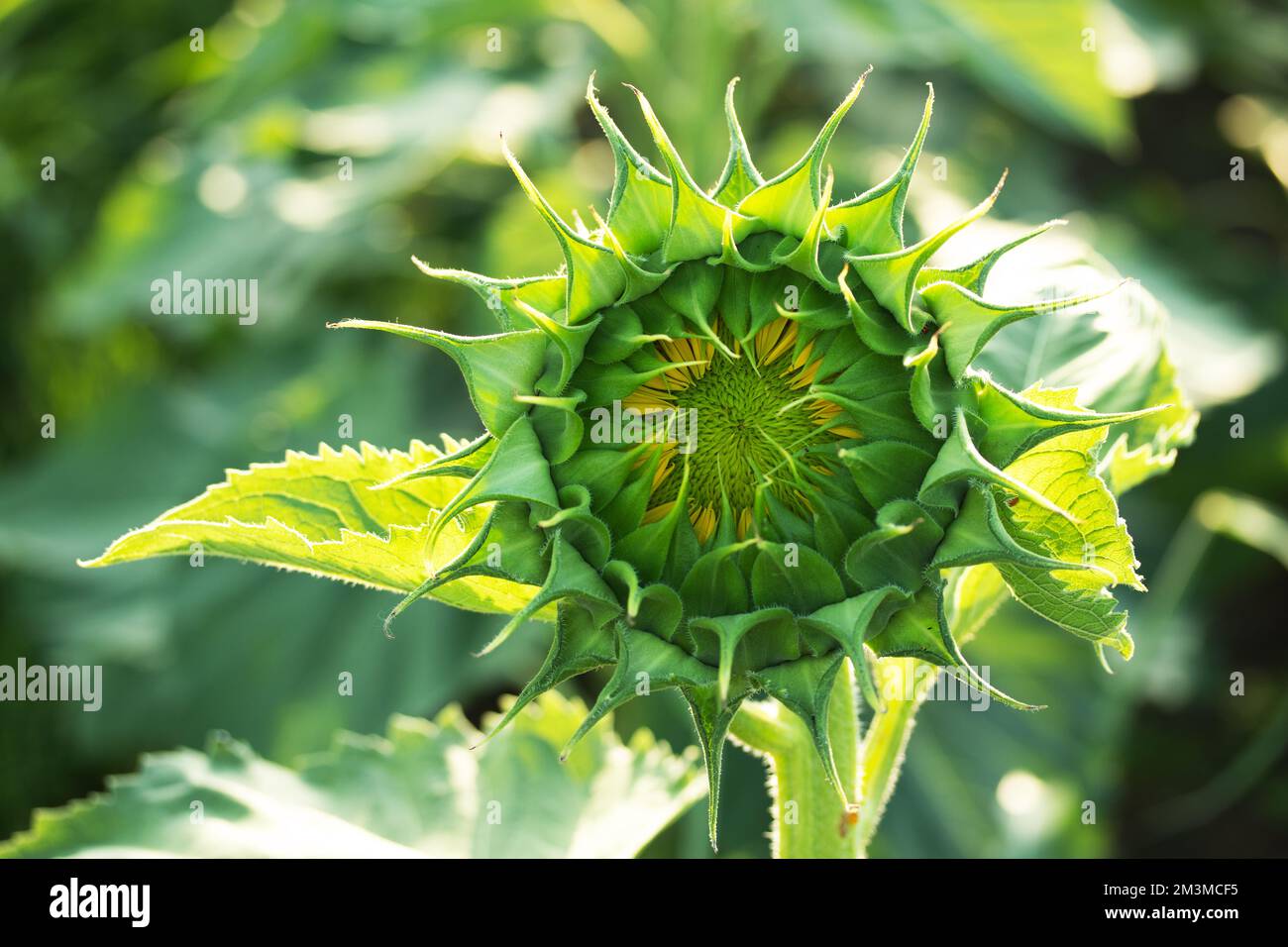 Fiore di girasole Foto Stock