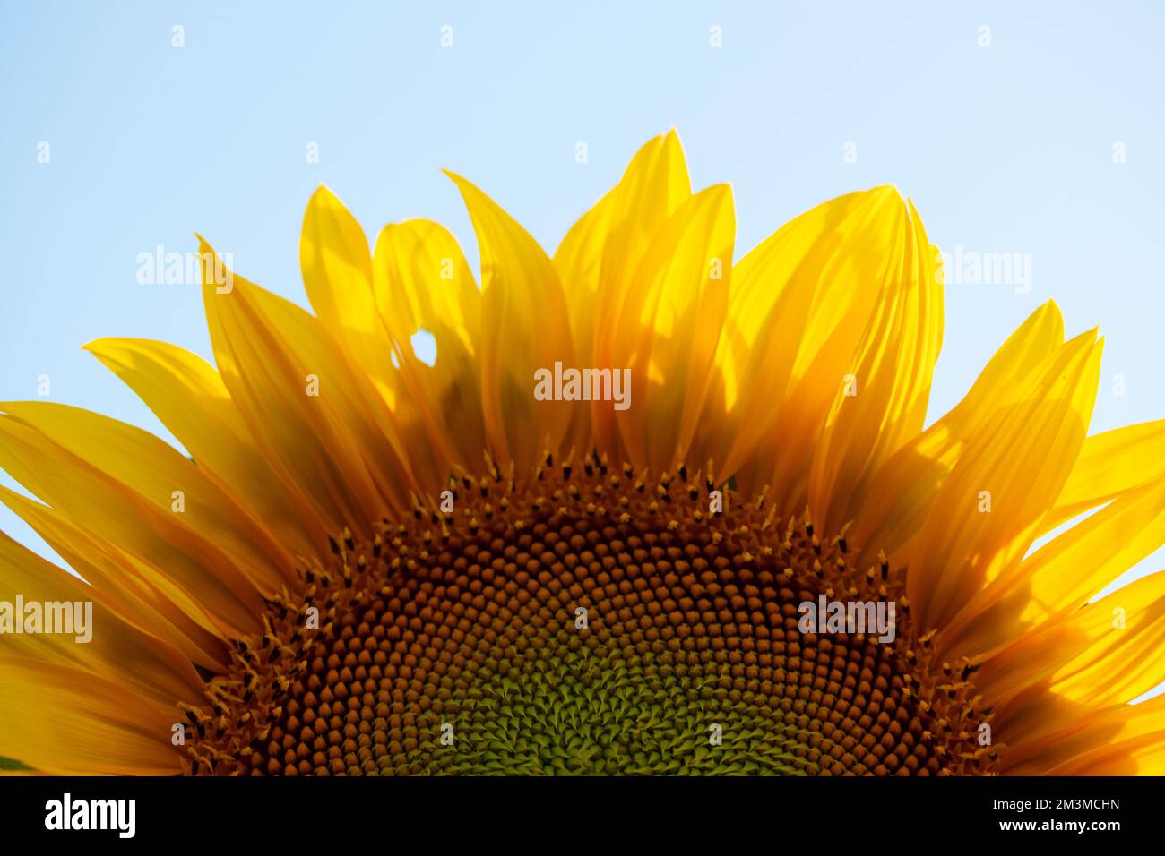 Fiore di girasole Foto Stock