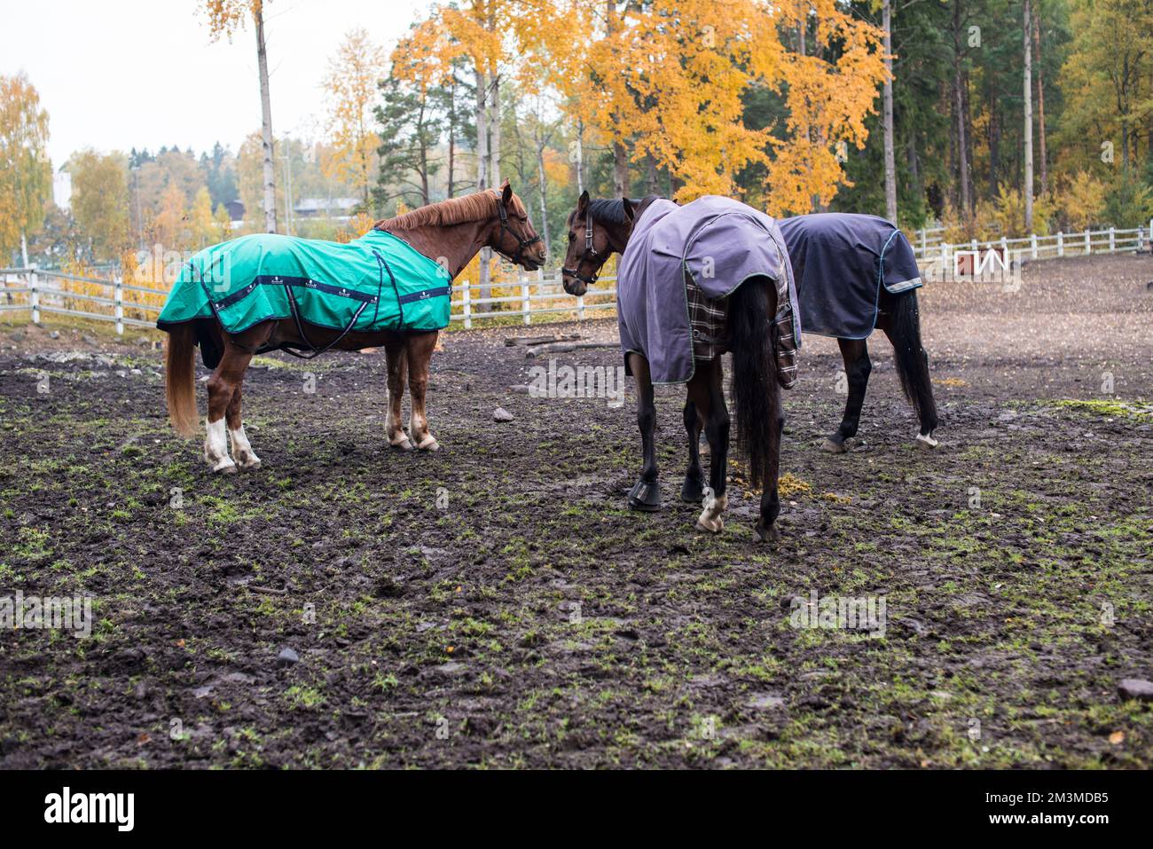 Cavalli nel parco di Helsinki Foto Stock