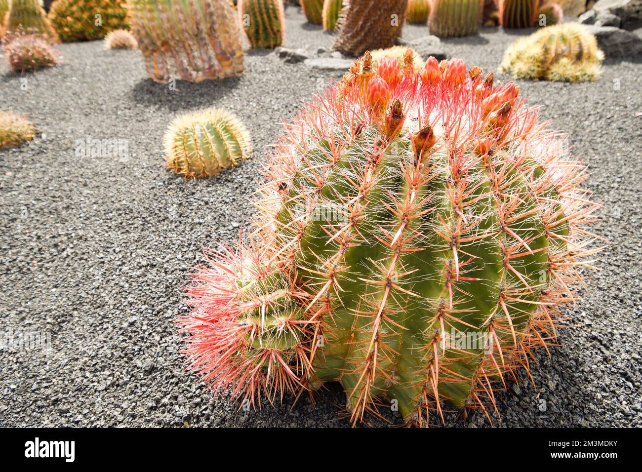 Primo piano di Ferocactus pilosus a Lanzarote Foto Stock