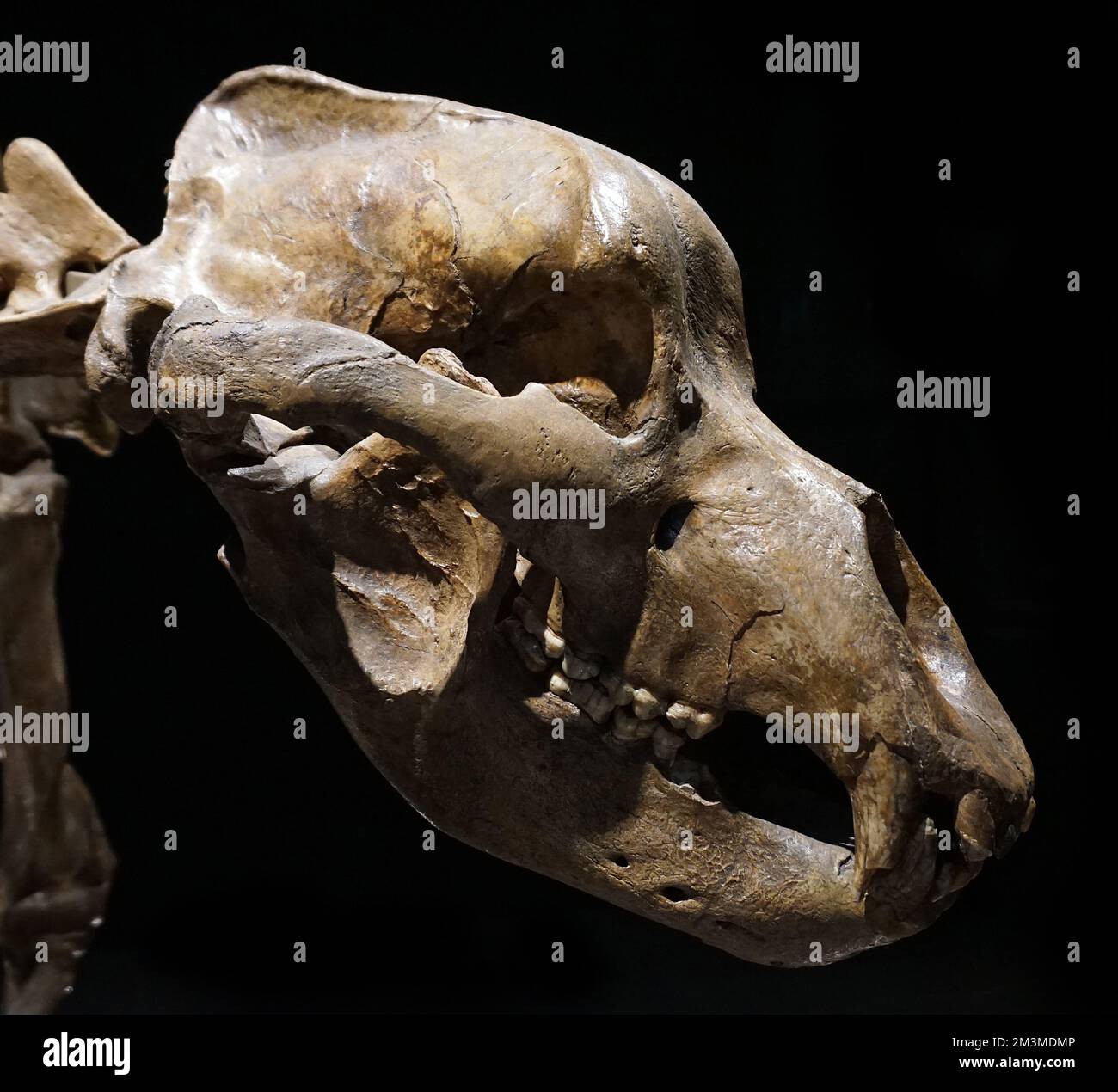 Caverna orso scheletro Ursus spelaeus Repubblica Ceca Moravia,quartair;100,000-10,000 anni fa. Foto Stock