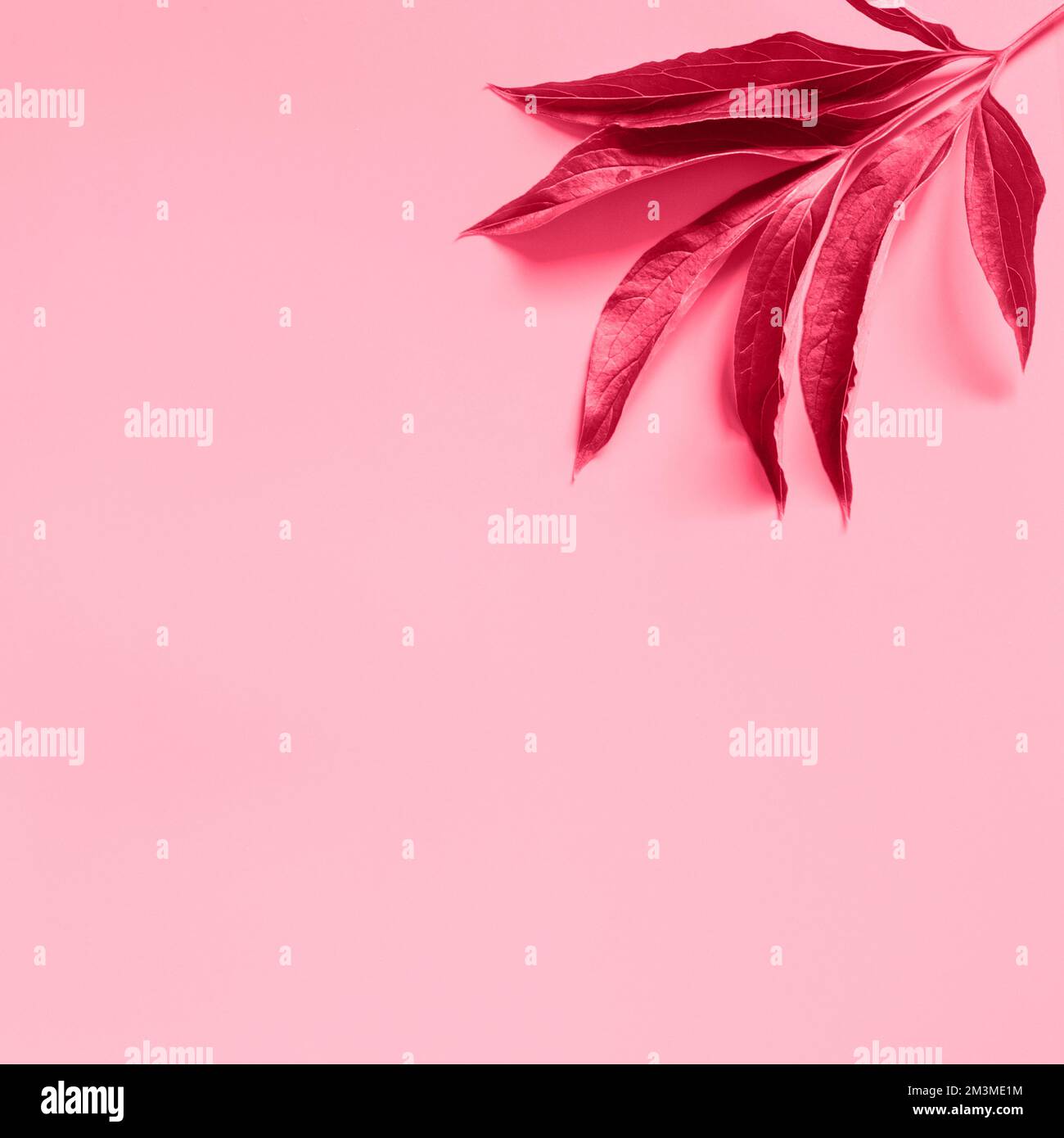 un colore rosa foglia di peonia isolato su sfondo viola chiaro. quadrato. disposizione piatta, vista dall'alto, mockup e spazio per il testo. tonalità magenta viva, colore tendenza Foto Stock