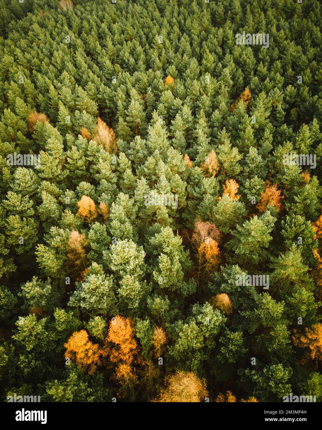 Fotografia aerea della foresta Foto Stock